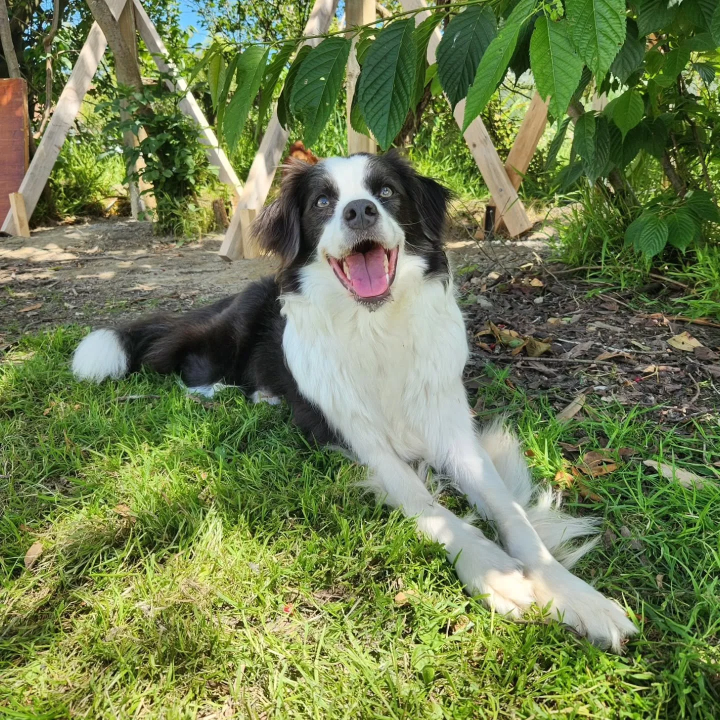 Pretty lady Blues-clues 🩵 

-
#bordercollie #guardian #dog #guardiandog #puppy #prettygirl #blueandwhite #comilocollies #dogsofwellington #dogsofnz