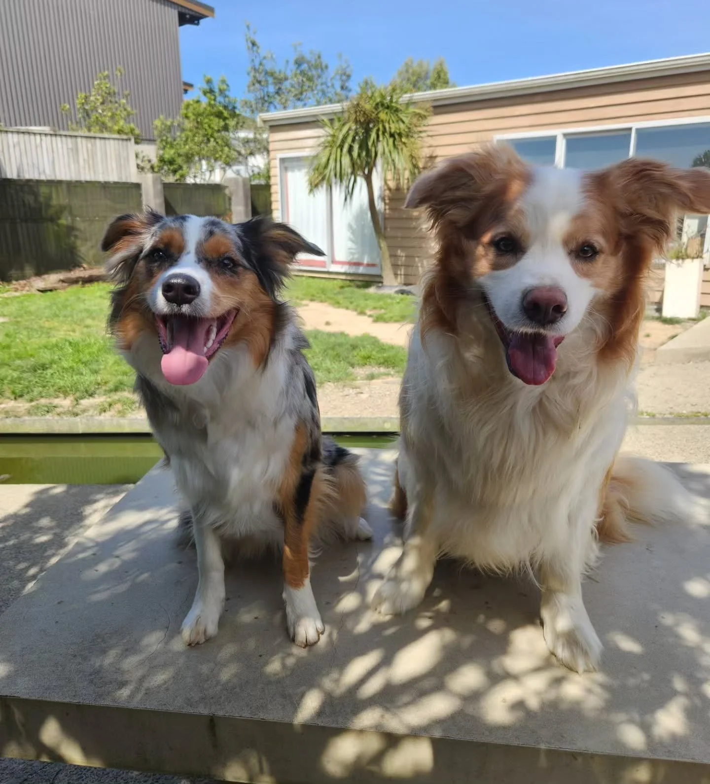 Scout and Venus, father and daughter 💕💫 

-
#bordercollie #dogsofnz #fatherdaughter #comilocollies #dogs