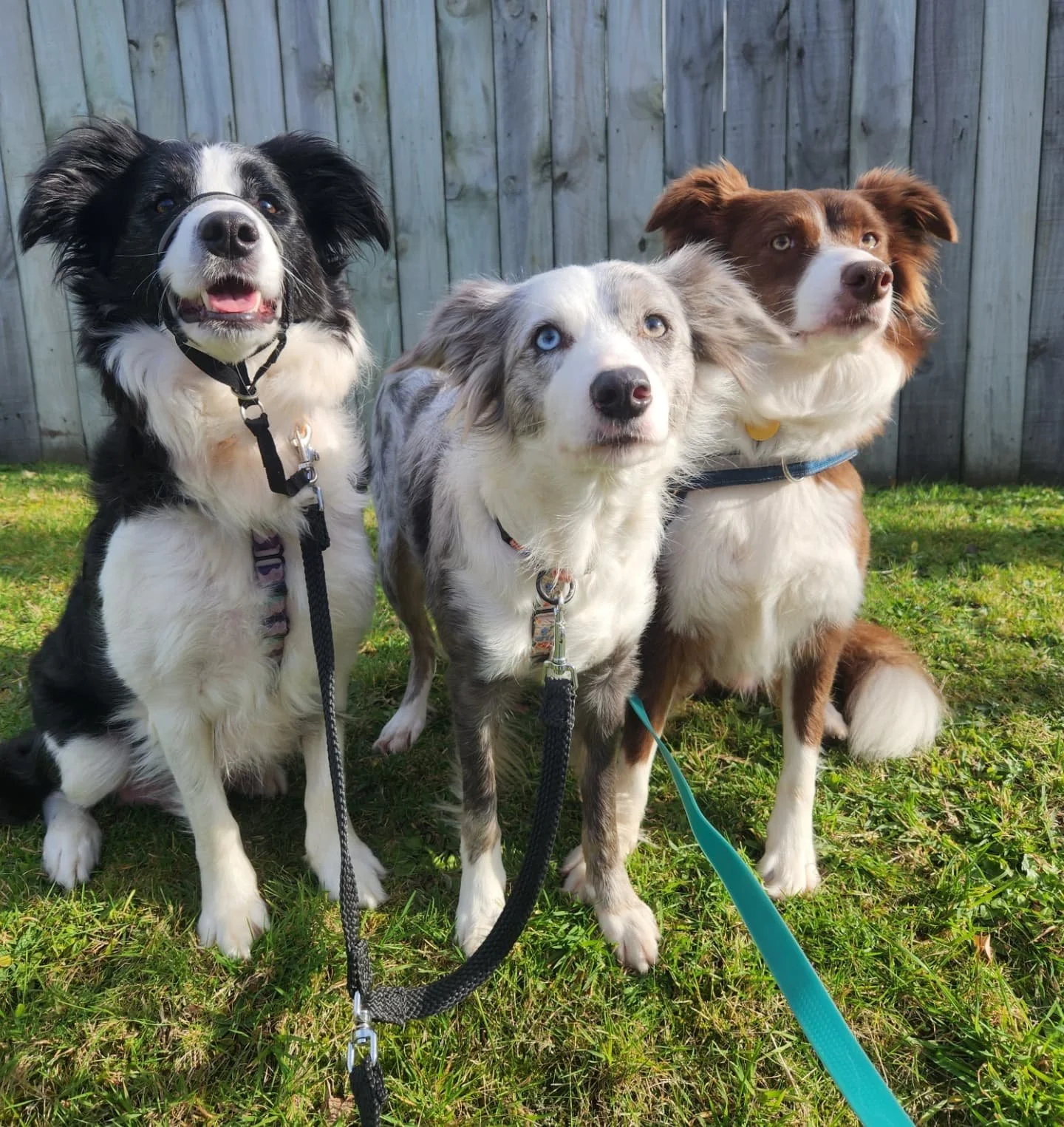 The ladies 🥰

-
#bordercollie #bordercolliesofnz #girls #dogsofwellington #dogsofinstagram