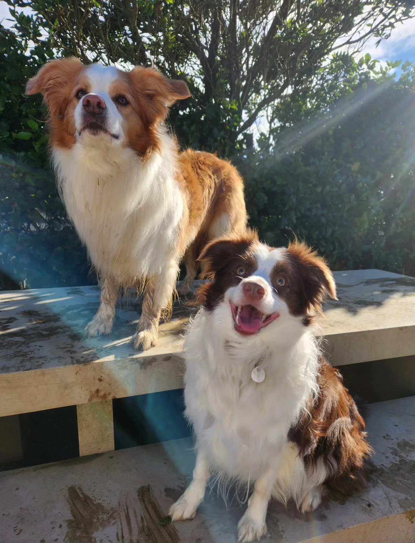 Scout and Daisy, father and daughter 💕 

-
#bordercollie #bordercolliesofnz #fatherdaughter #chocolatebordercollie #dogsofnz #dogsofwellington #dogsnz #redbordercollie