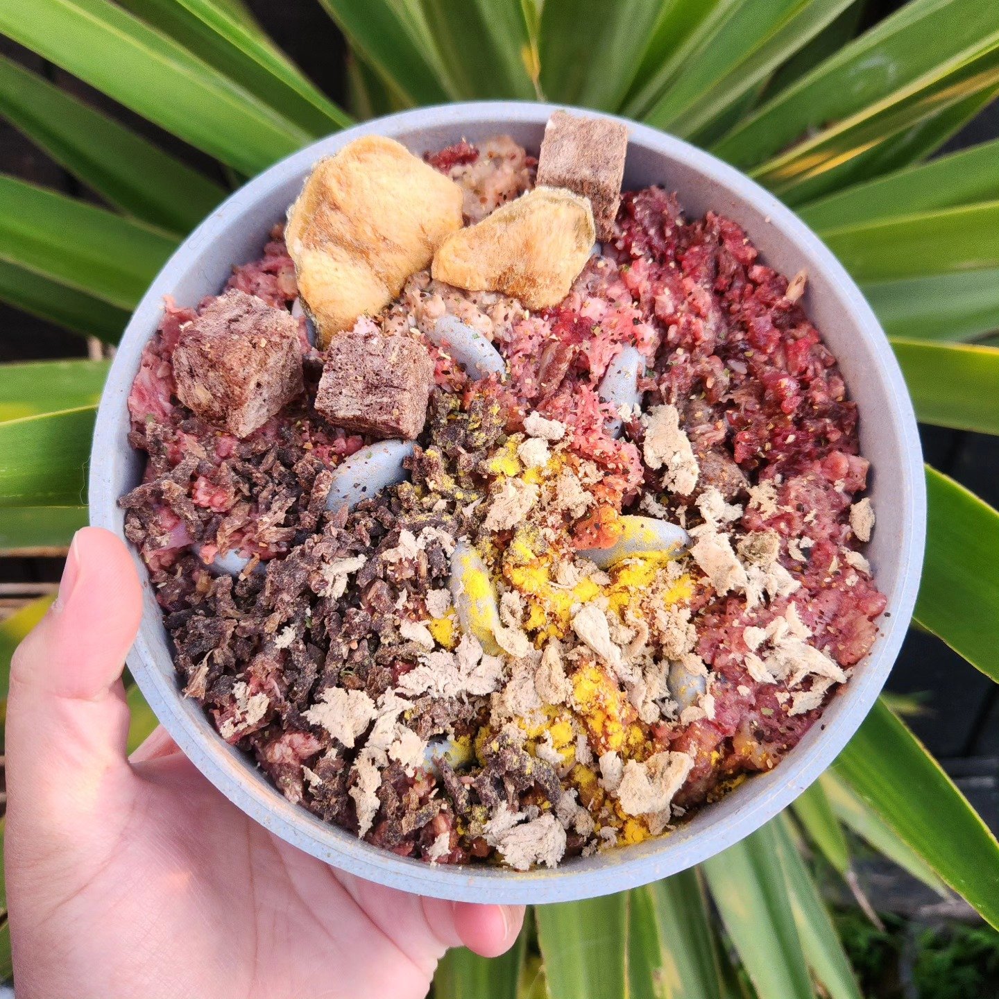 It's been a while since we've shared a pretty food bowl 😁

🐇 Hare mince 
🦌 Rabbit, Venison, Salmon and Organ 
🦆 Duck Mix 
🐔 Chicken, Lamb, Beef mix 
🐰 Hare bites 
🐟 Salmon chunks 
🦌 Superfood crunch 
🎃 Pumpkin powder 
🐑 Lamb and veggie Pet 