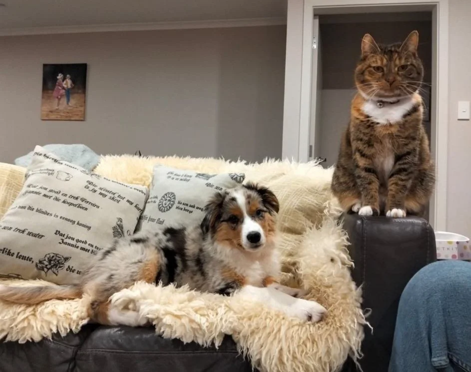 Venus (14 weeks old) with Meow-meow the ct