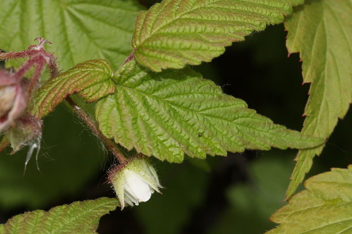 Red Raspberry Tincture