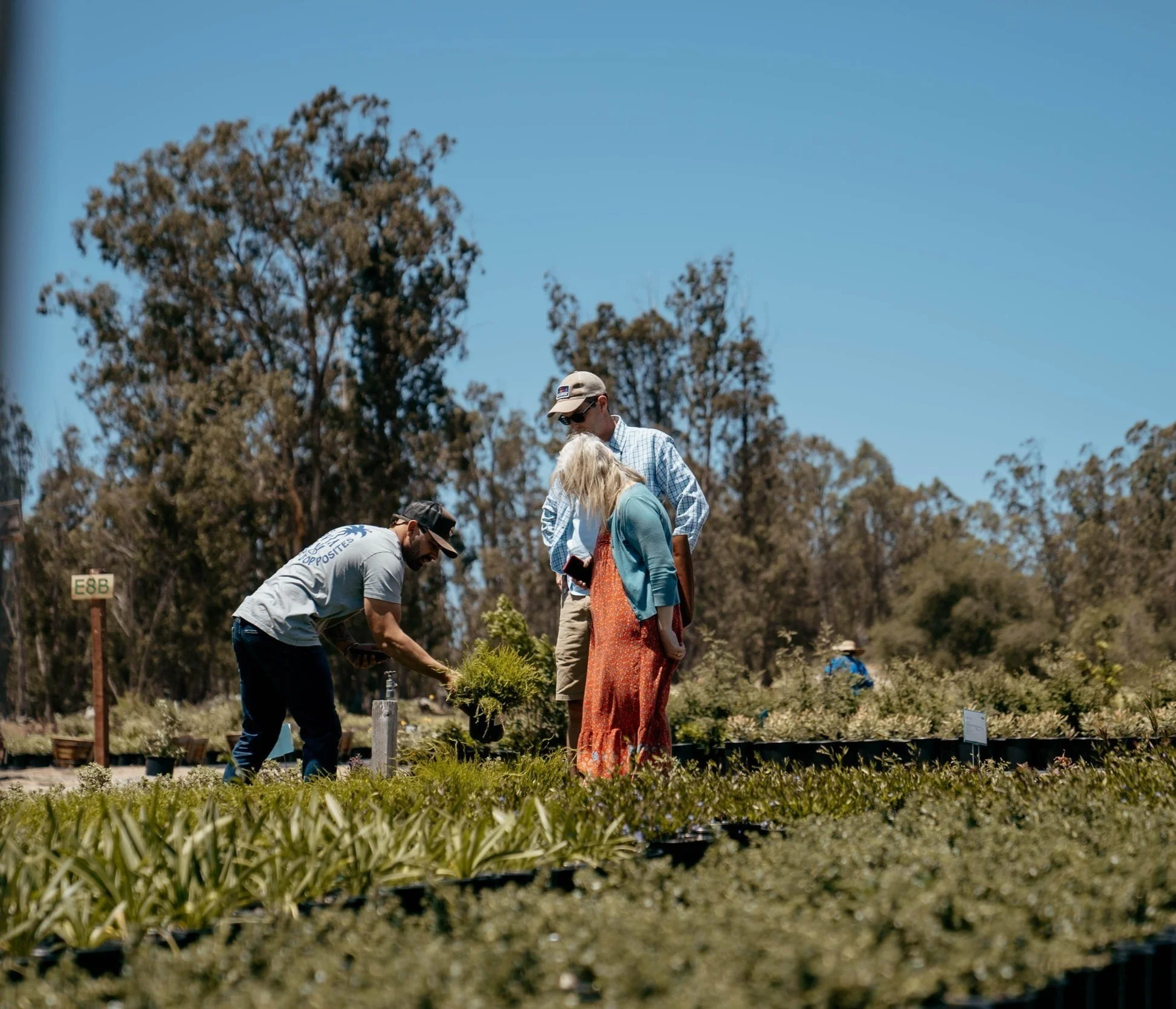 People selecting plants at a plant nursery on a sunny day.