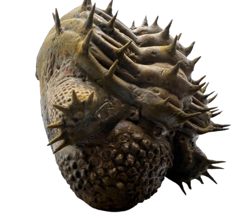 Close-up of a spiky, museum grade drotops armatus trilobite fossil on a white background