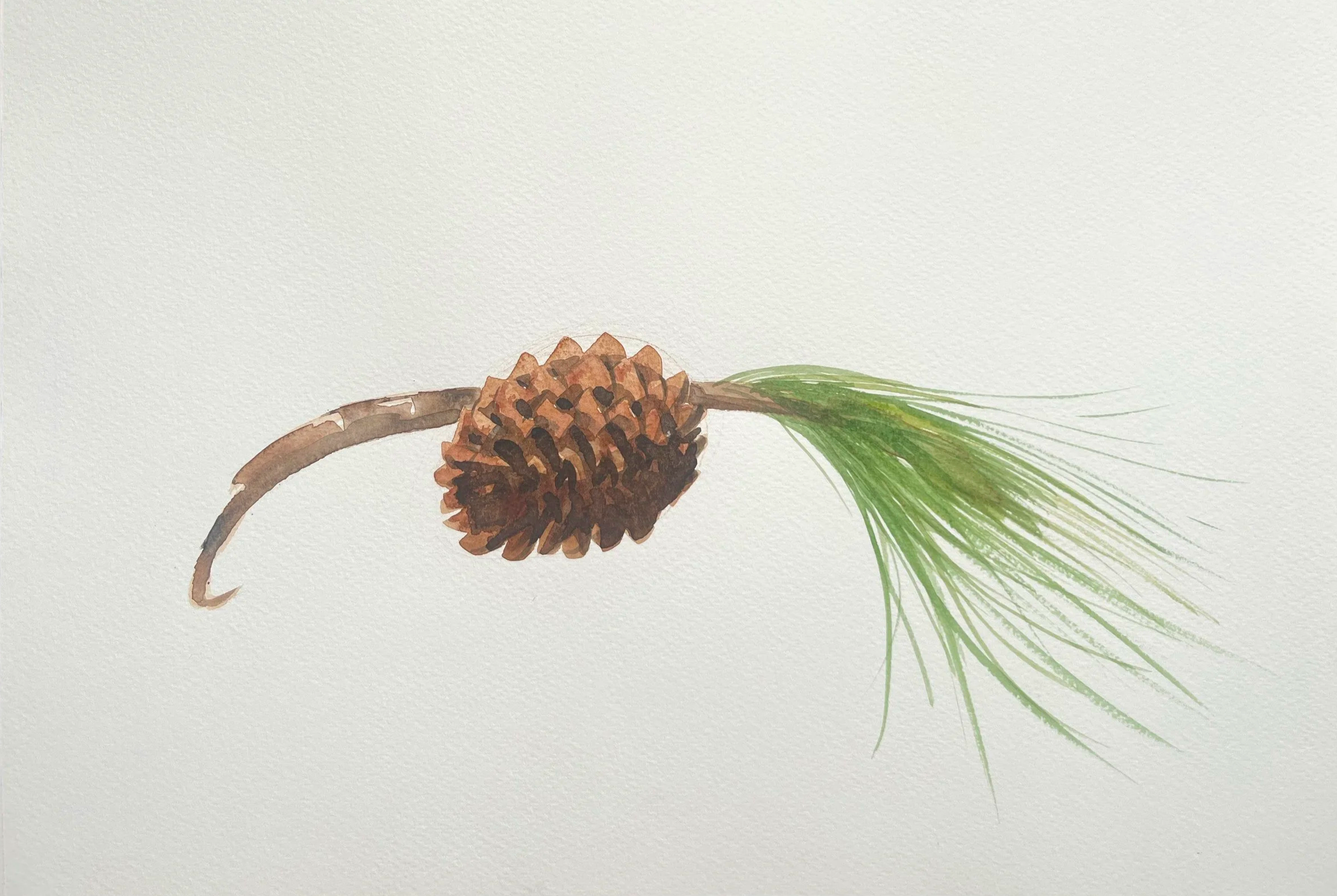  Pine cone,  watercolour on paper, 35x25cm. Private collection