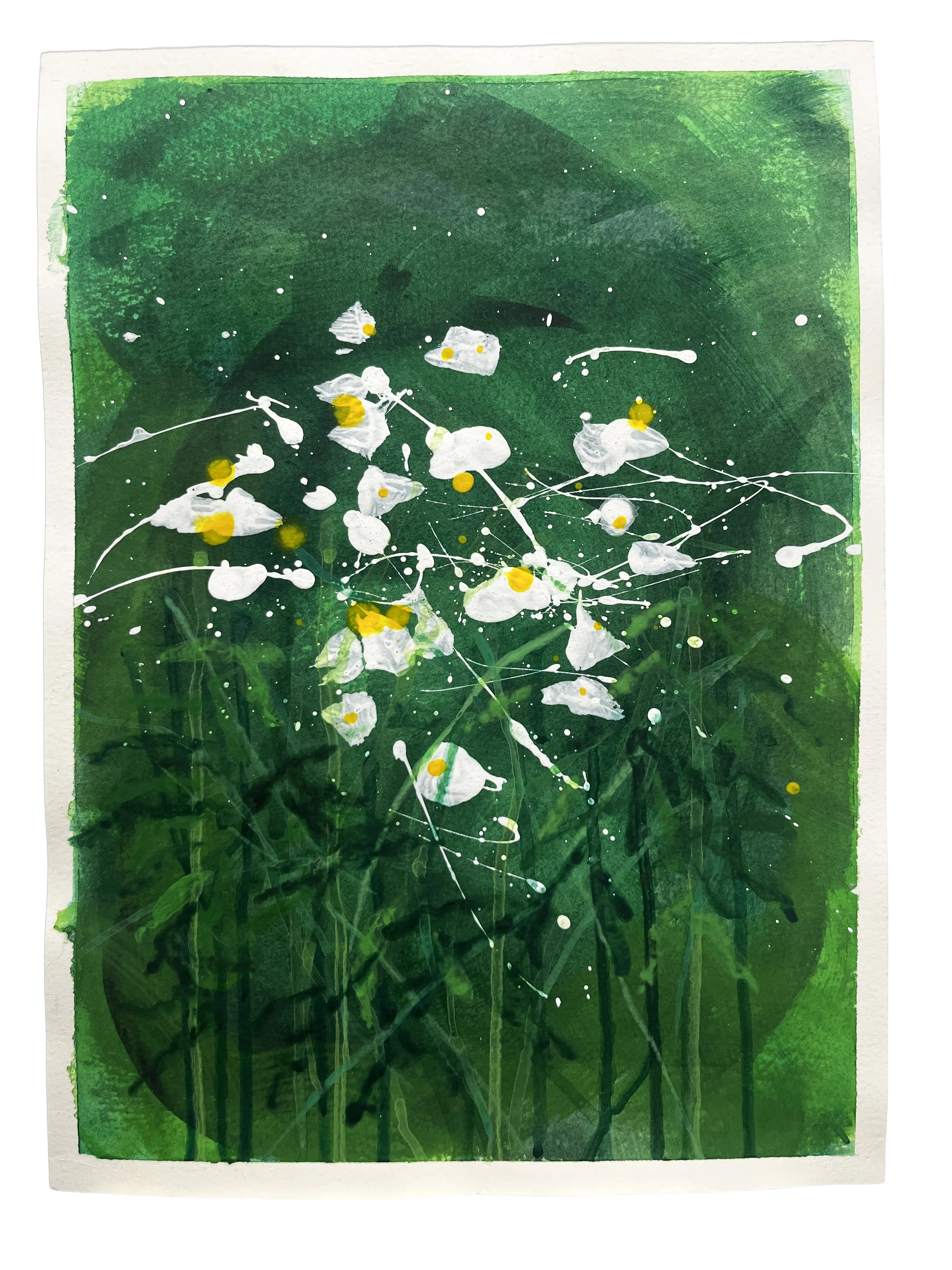  Himalayan daisies,  acrylic on paper, 25x35cm. 