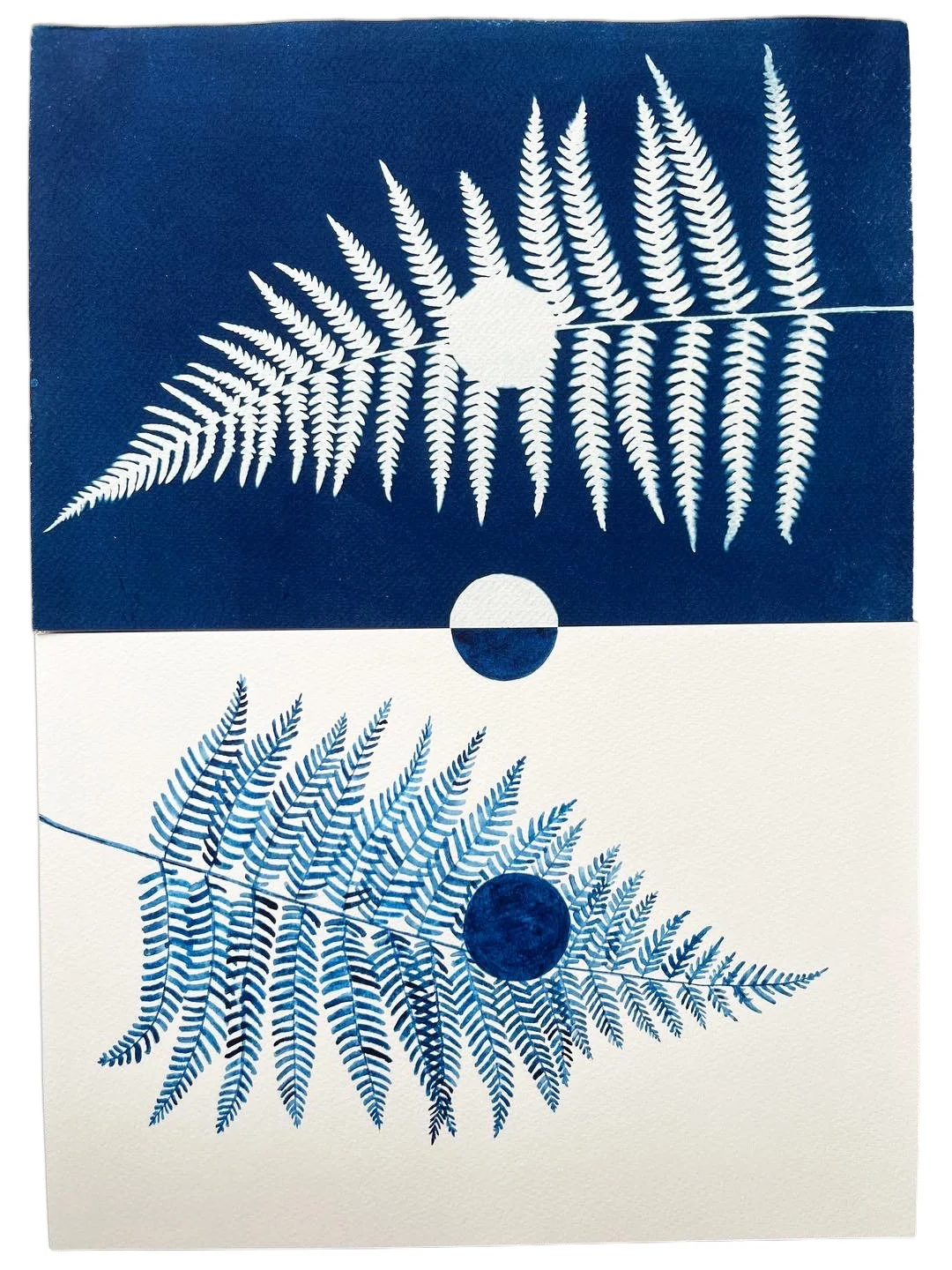  Fern phase I,  cyanotype and watercolour on paper, 40x50cm. Collection of Laura Hodgson