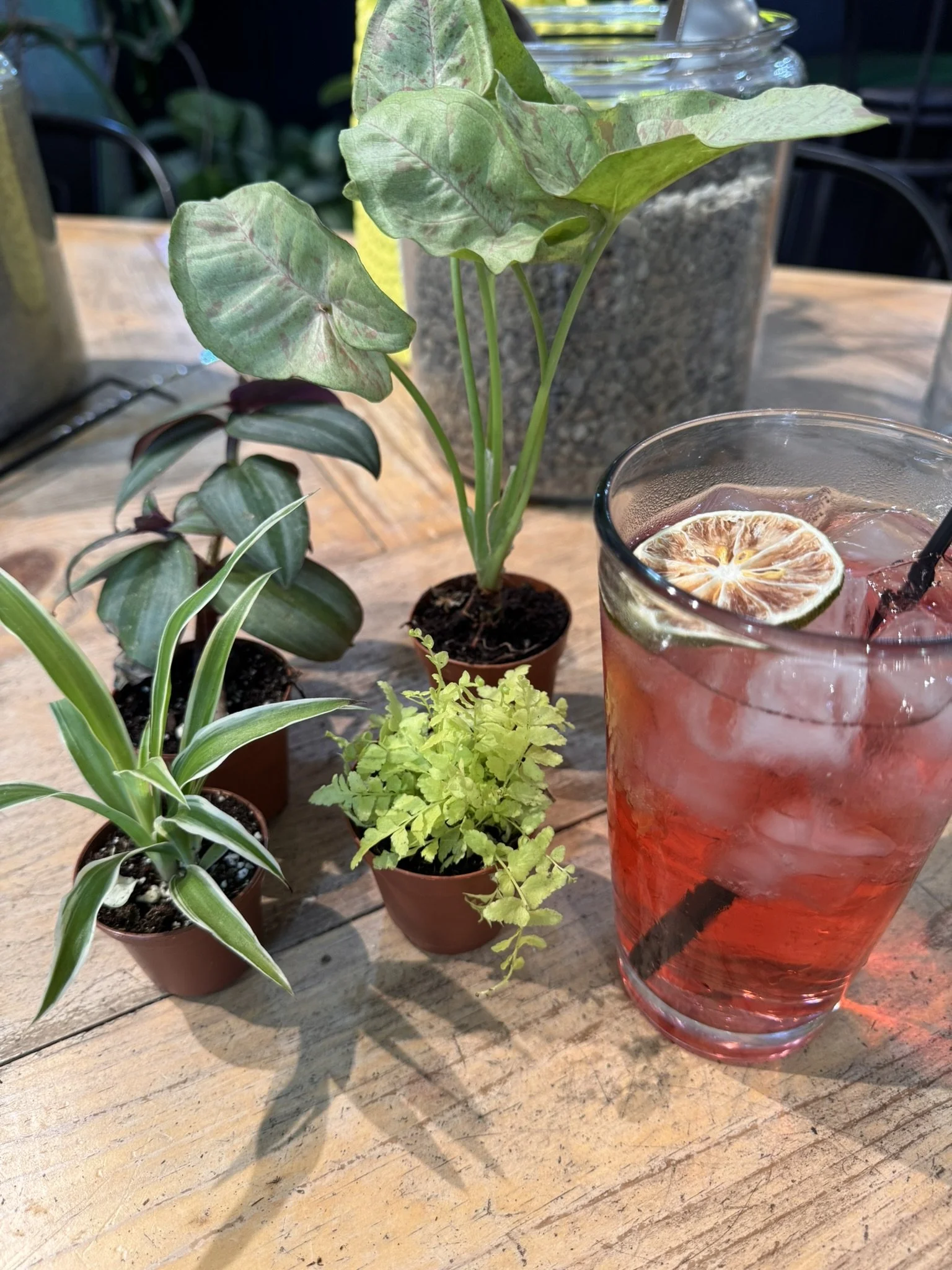 Meridian Idaho Wood and Root Bar - Plants and Cocktails - Things to do in Boise Idaho 6.JPEG