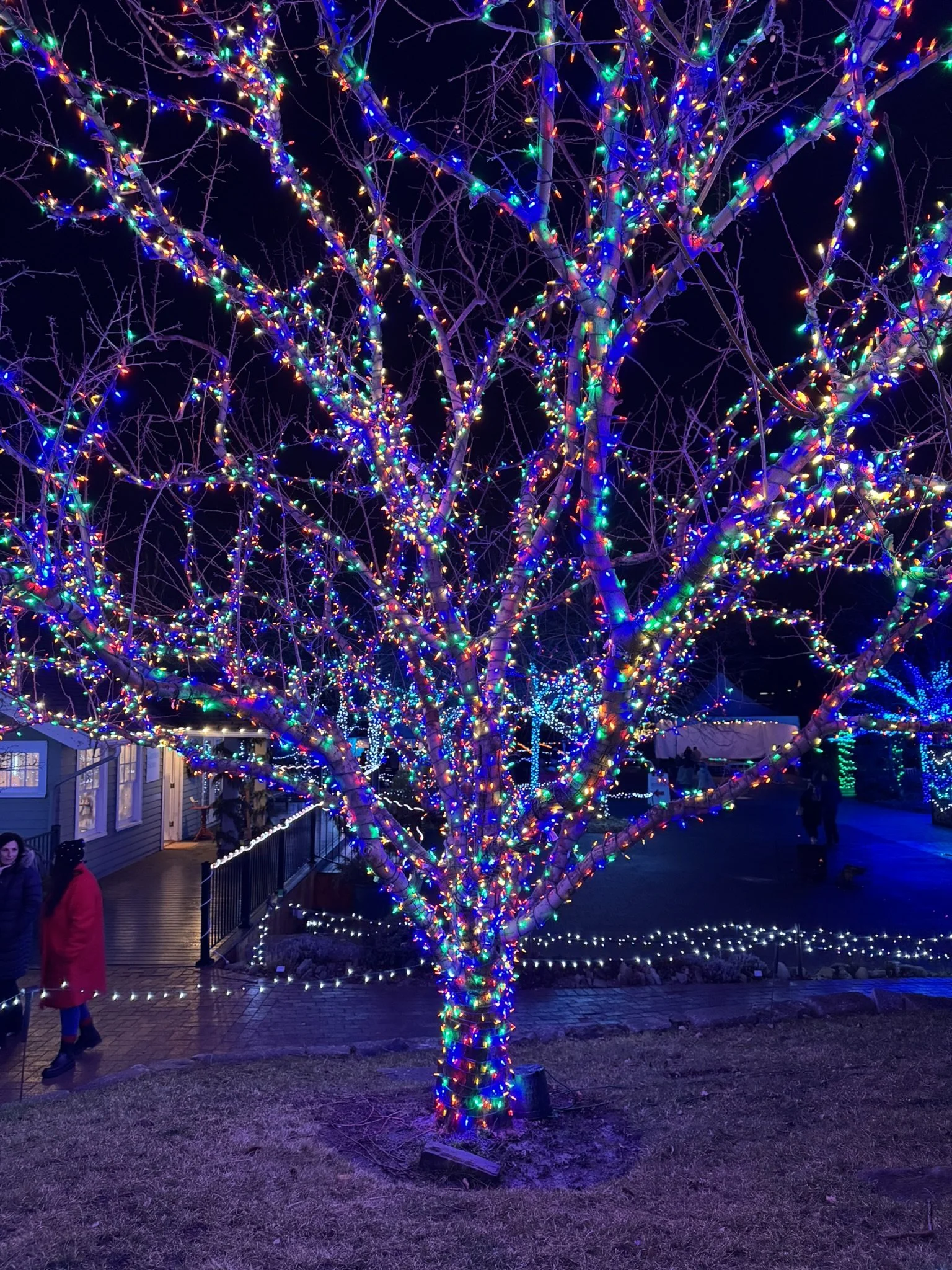 Winter Garden aGlow at Idaho Botanical Gardens 0.JPEG