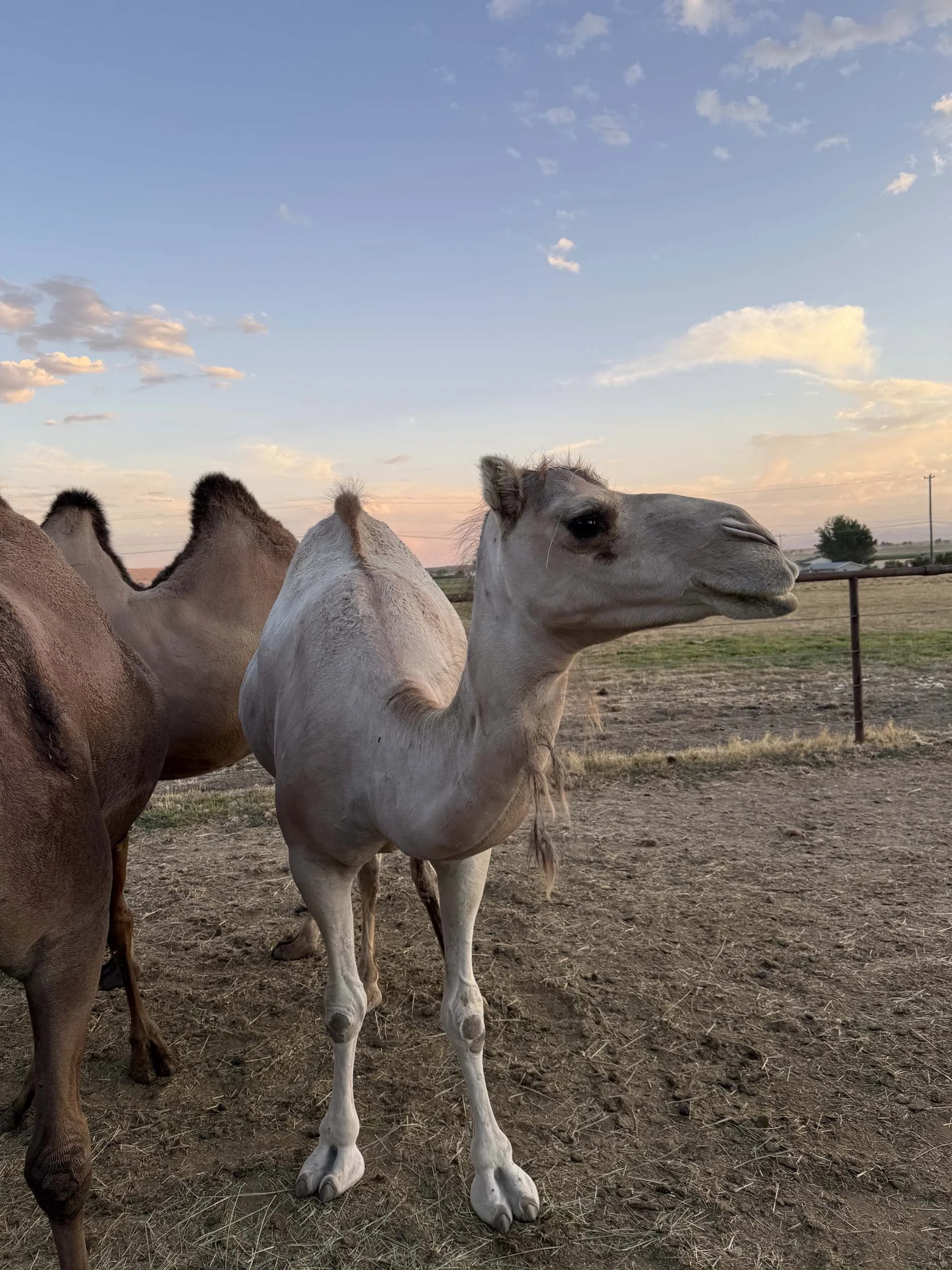 Thunderstorm Ranch - Idaho’s Largest Camel Ranch — Idaho Family Life