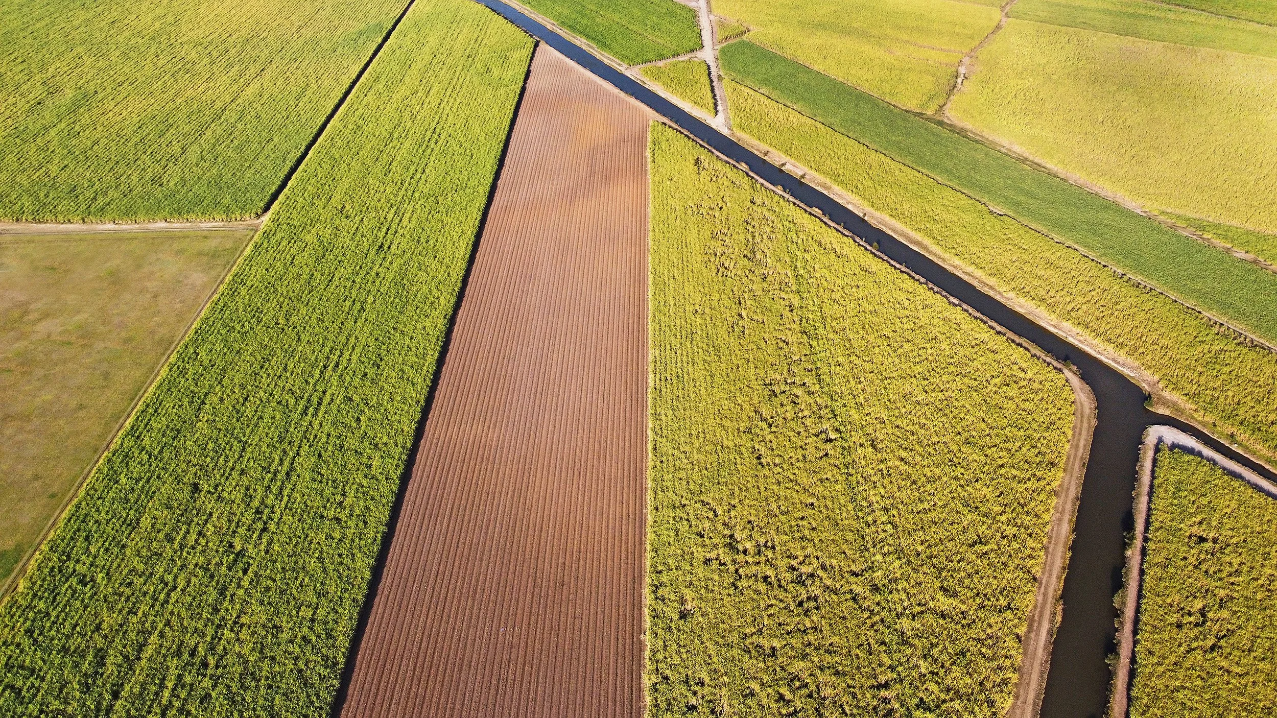 Cane Fields QLD