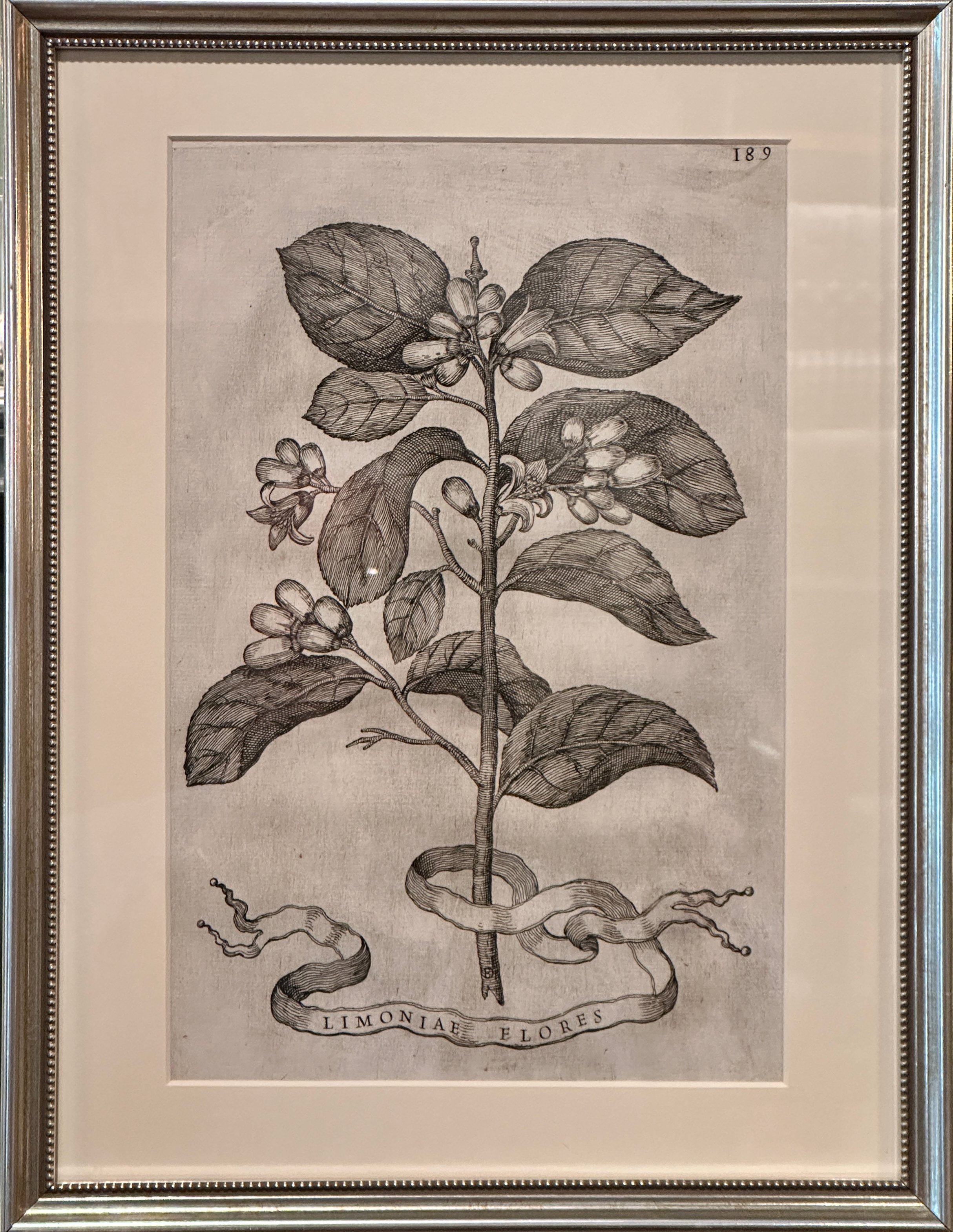 Limoniae Flores