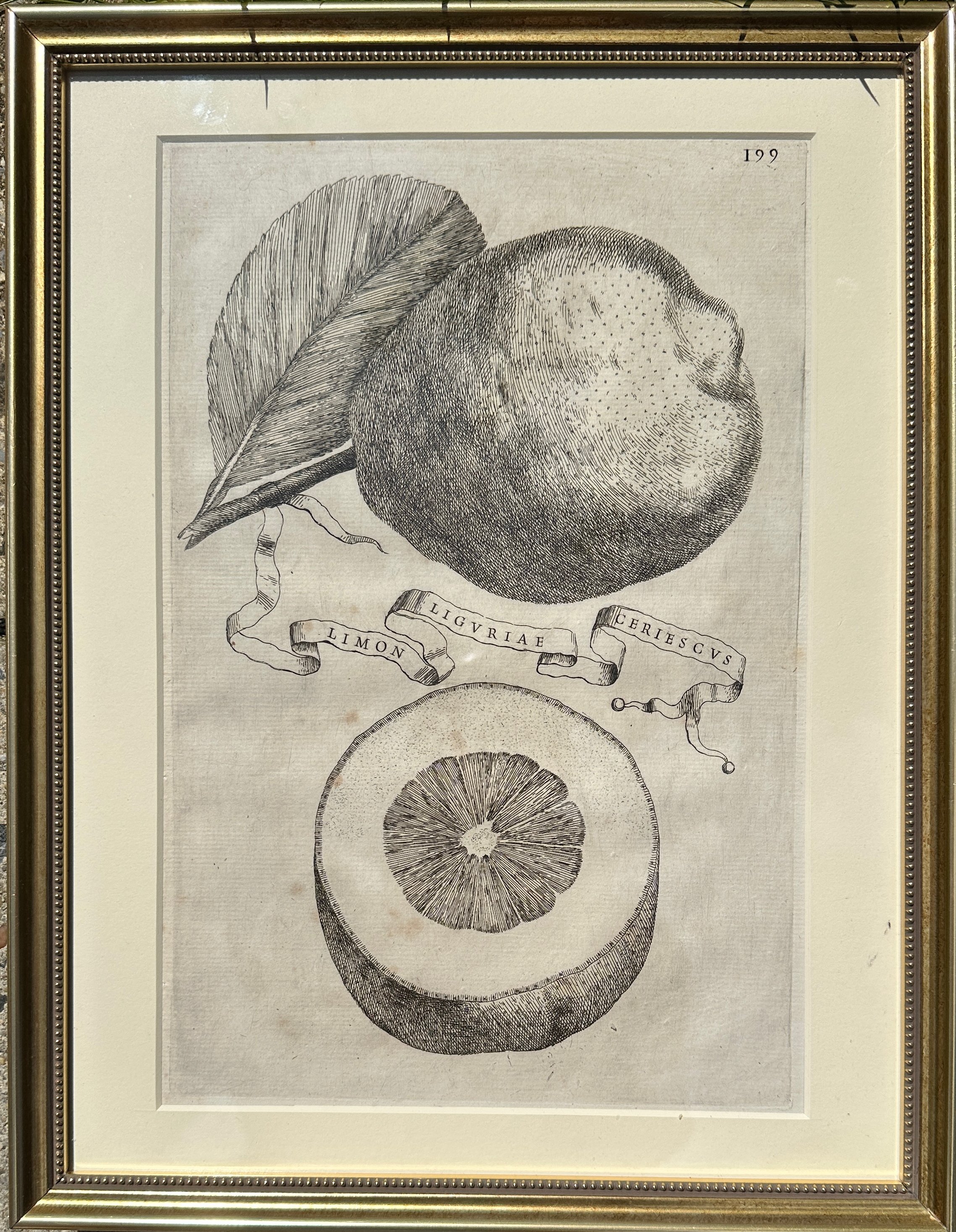 Limon Liguriae Ceriescus