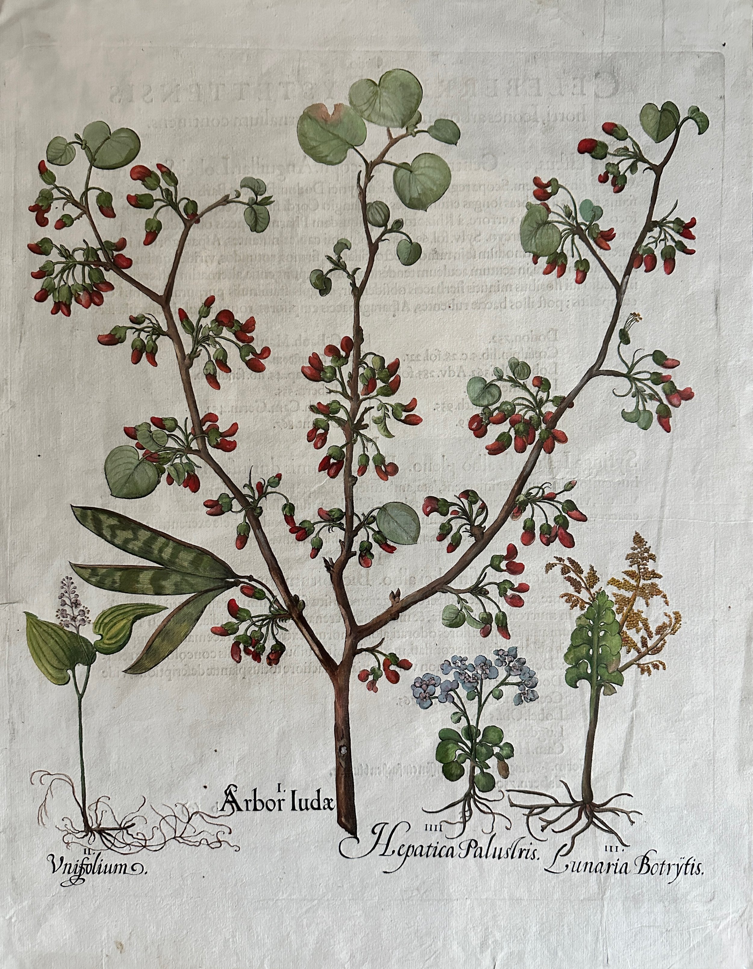 Basilius Besler Balaustia Arbor Iodae.jpeg