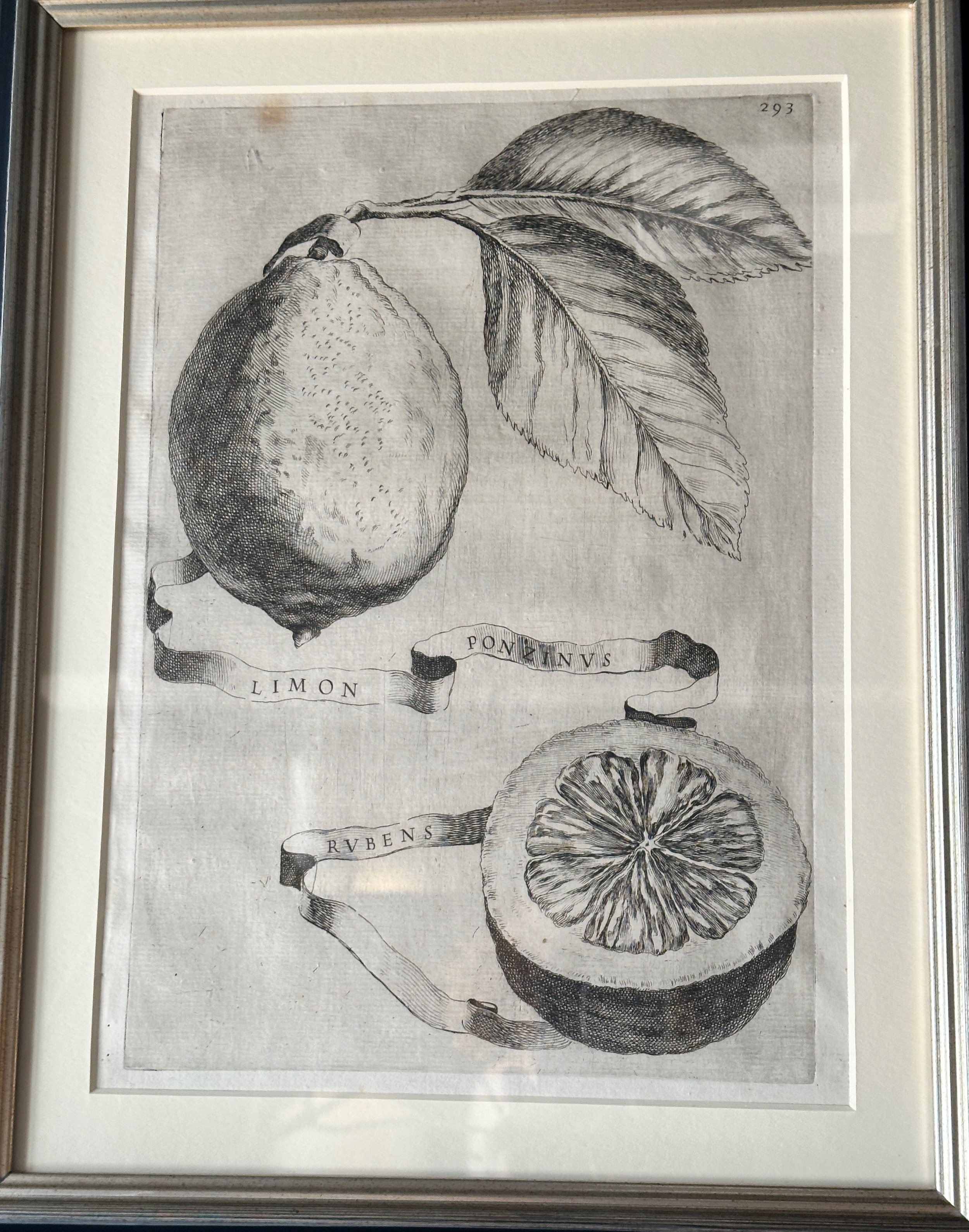 Limon Ponzinus Rubens
