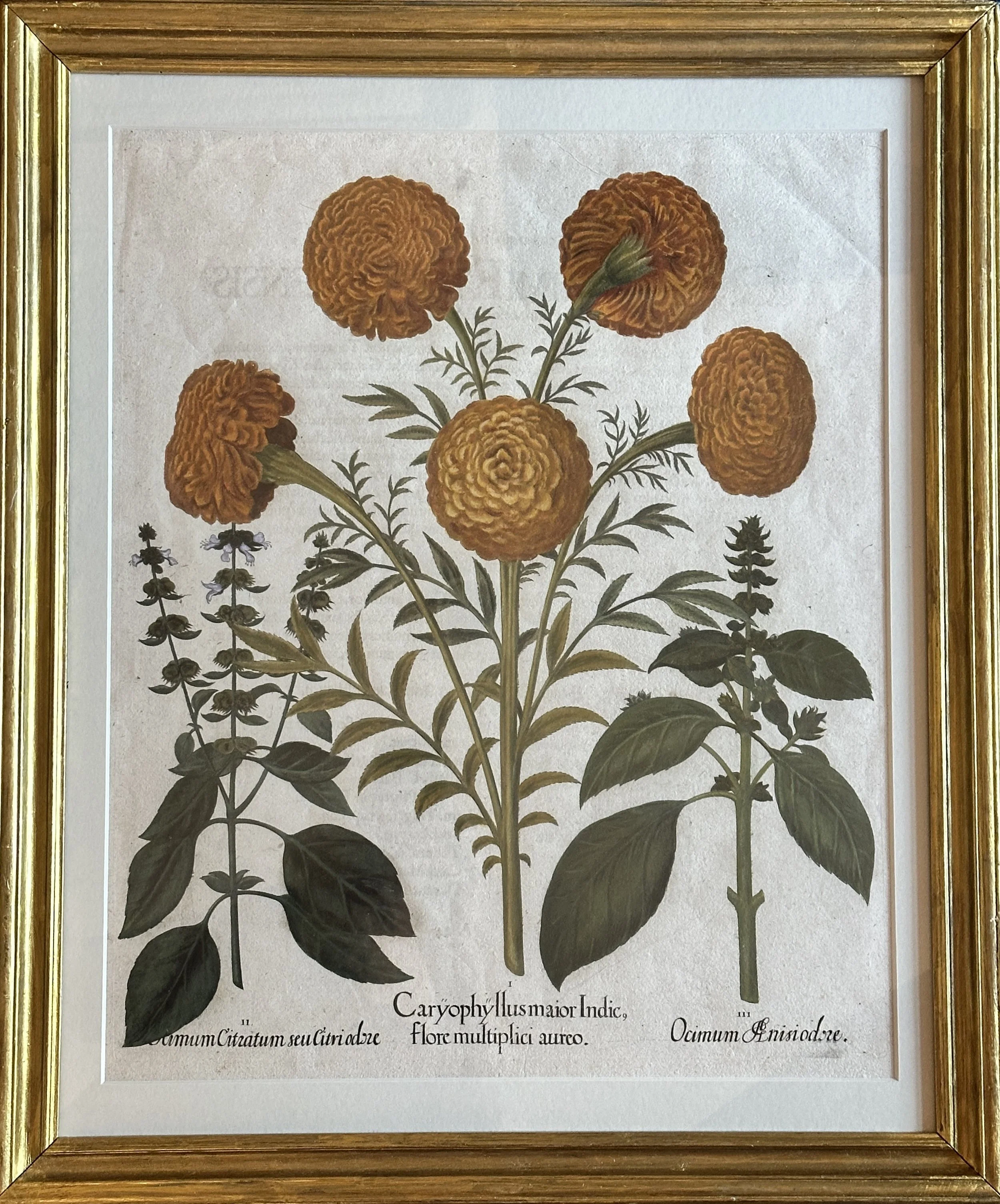 Caryophyllus major indie, Basil Besler