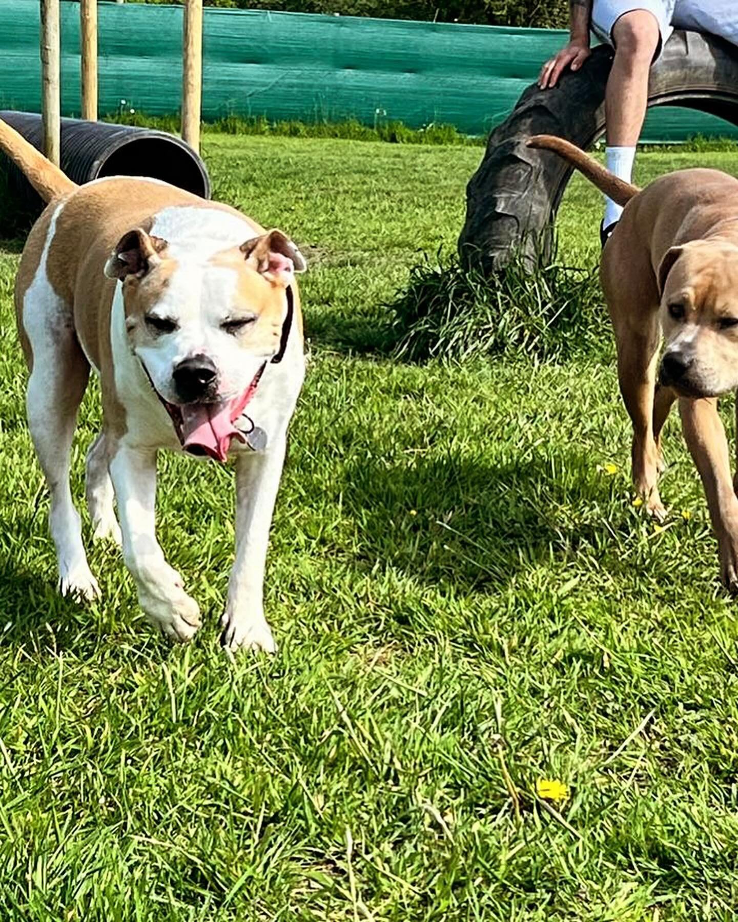 Looks like @iam_king_ty_  and his buddy Cleo knows how to enjoy sunshine 🤩🐶🌞 

Thank you for your visit ☺️ 

#bsdogfields #bishopsstortforddogfields #dogexercisearea #dogwalking #happydogs #dogsofinstagram #sun #welovedogs #summervibes