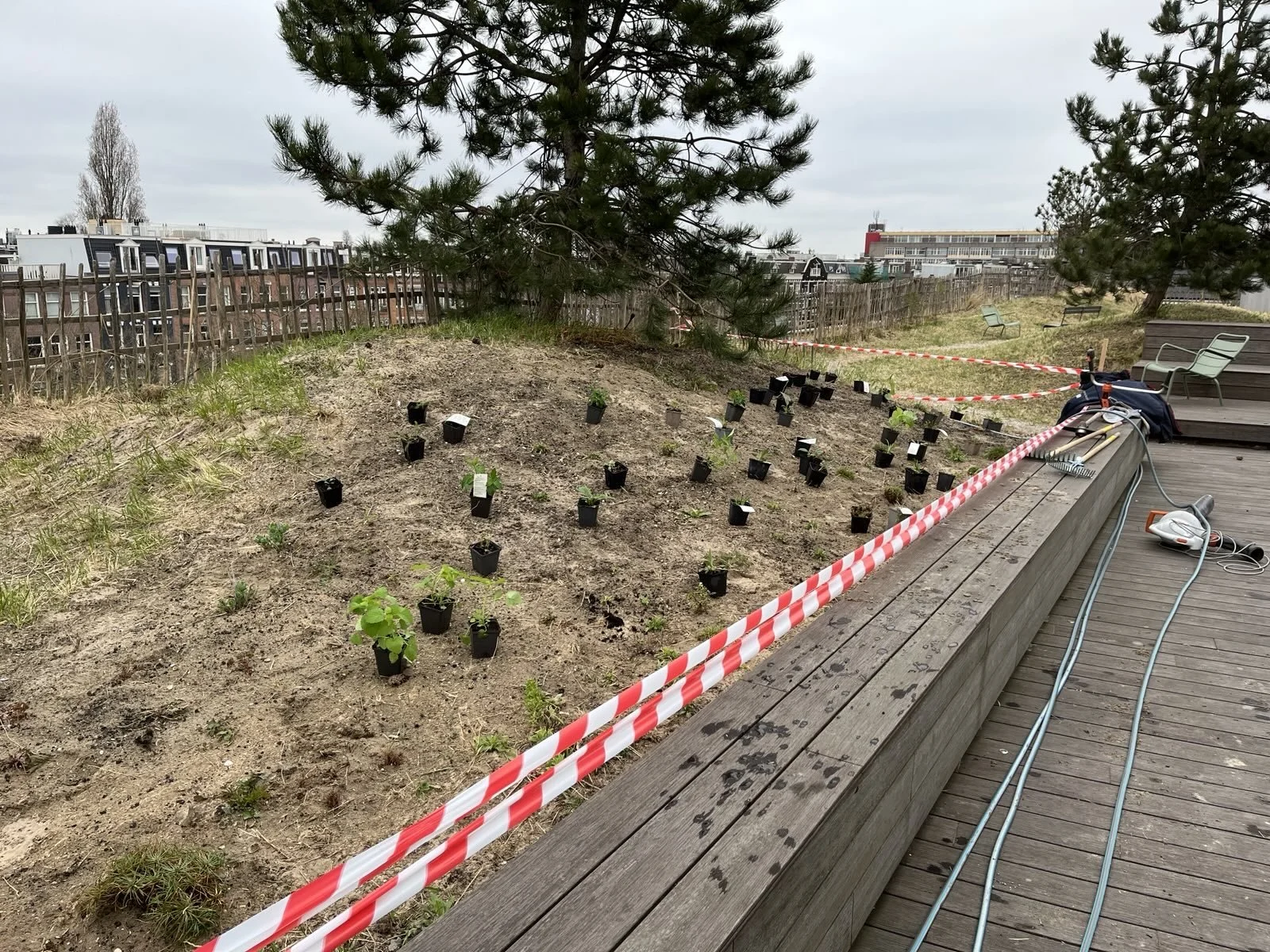 1e duin inplanten, maart 2025