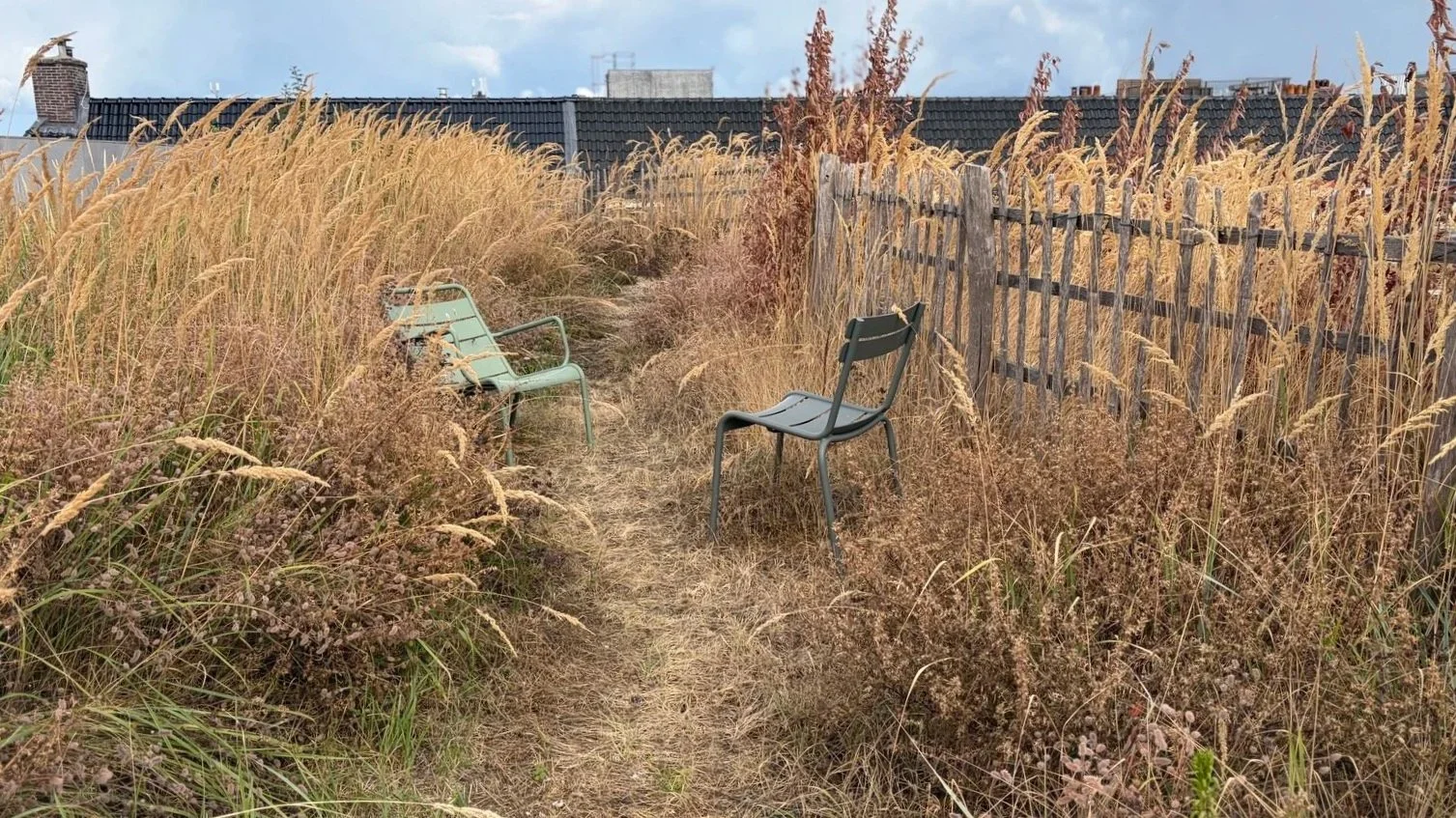 na de droogte - augustus 2026, veel wigen opschot zijn dood