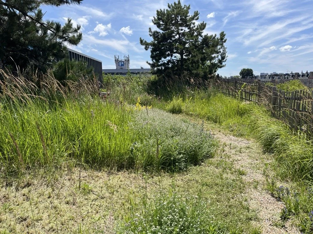 Duindak