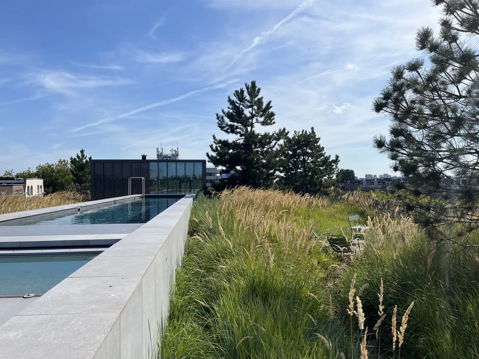 duinriet, grove dennen en zwembad, augustus 2025