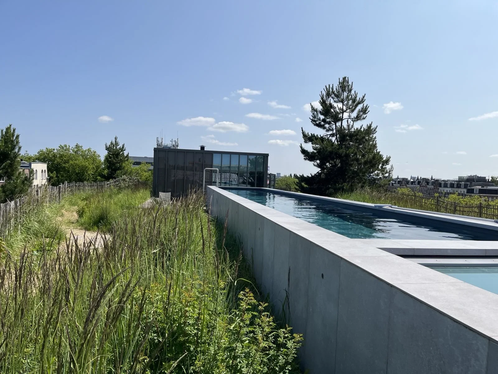 duinriet in knop en zwembad, juni 2025