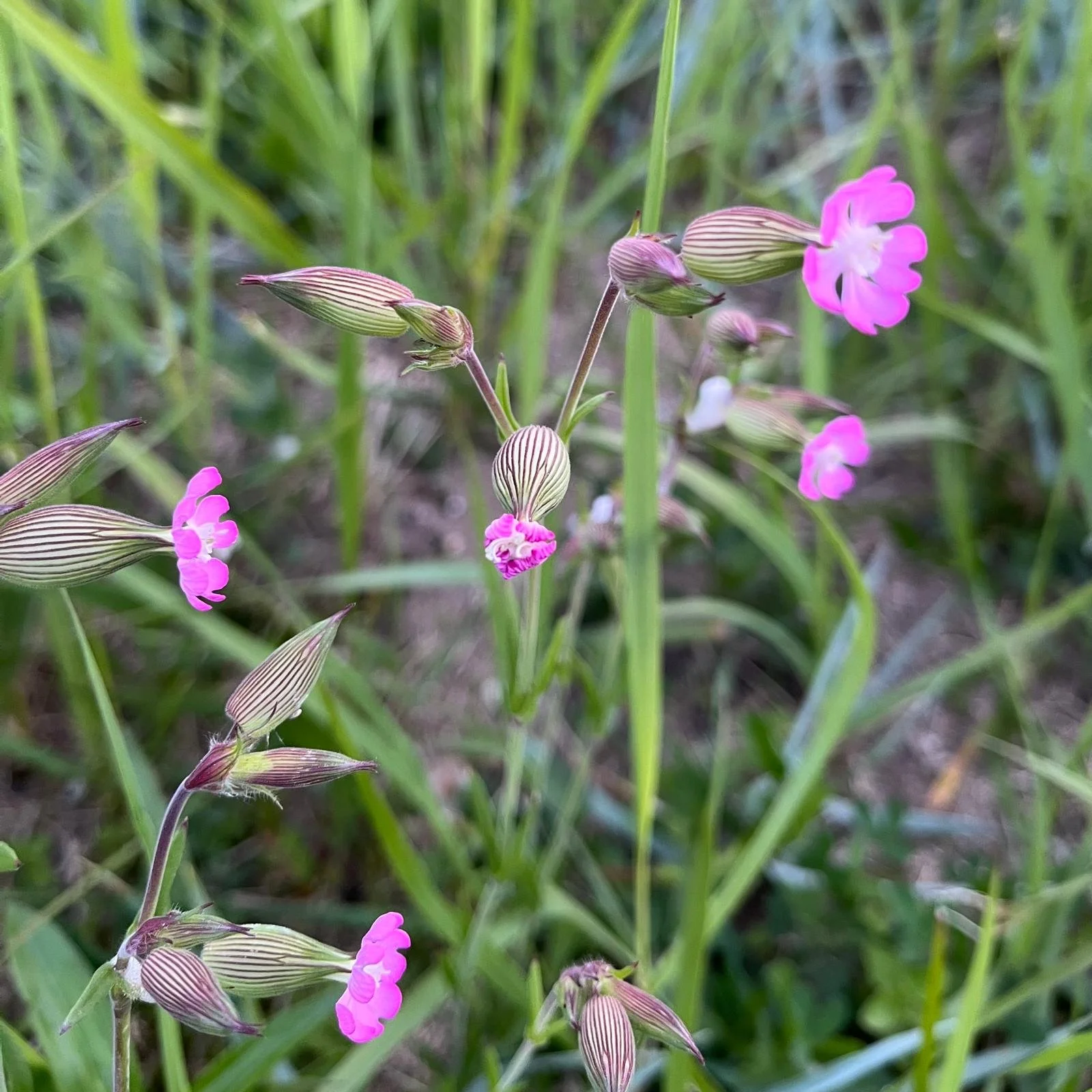 kegel silene in bloei