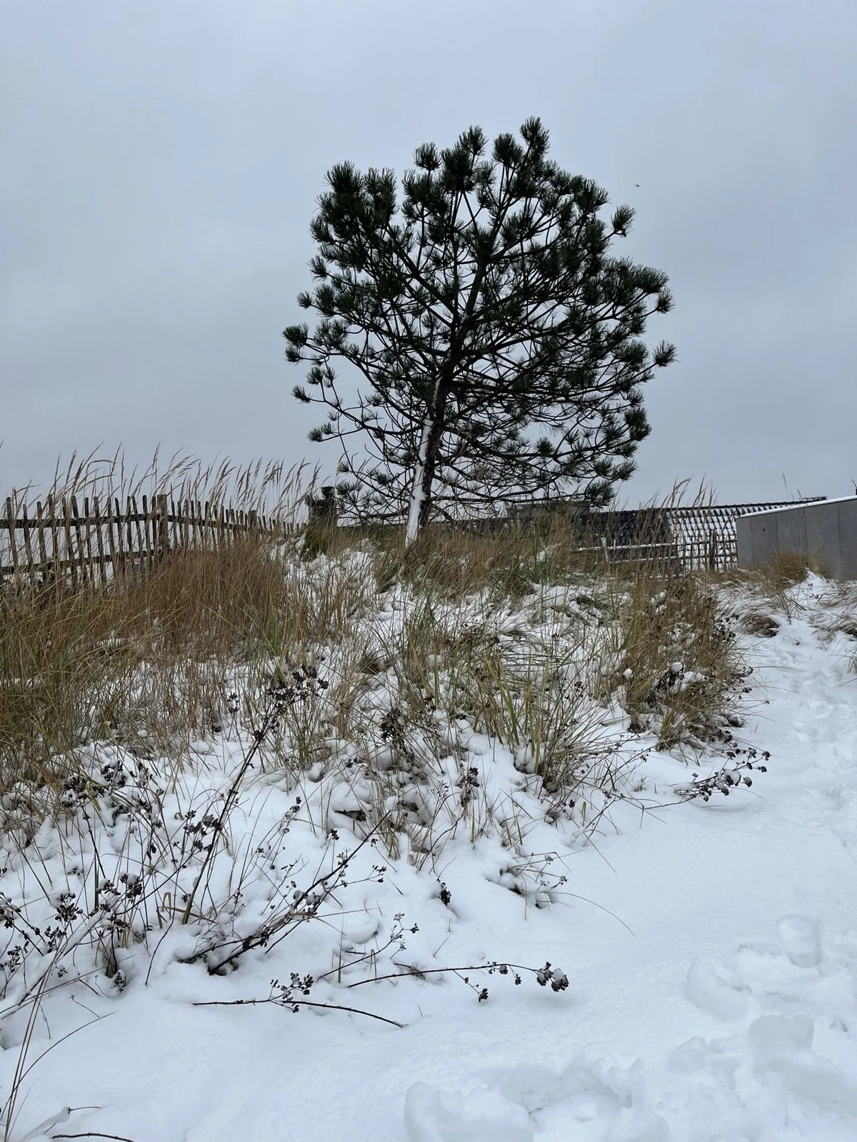 2025-2026 winter