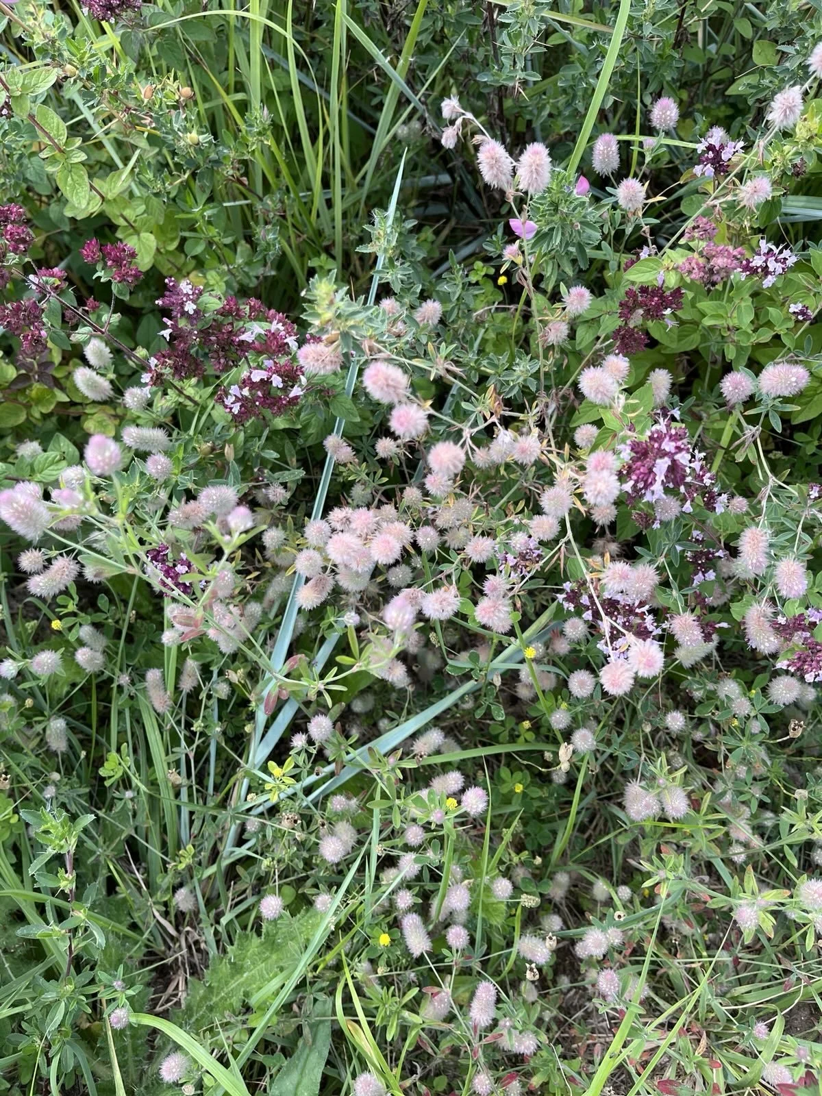 wilde weelde, juni 2025