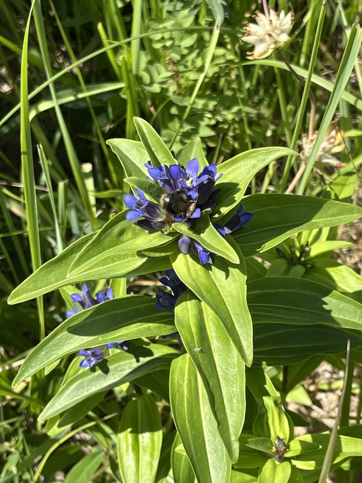 kruisblad gentiaan, juni 2025