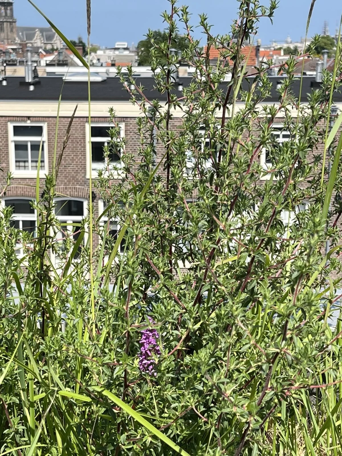 rietorchis met kattendoorn op de dakrand