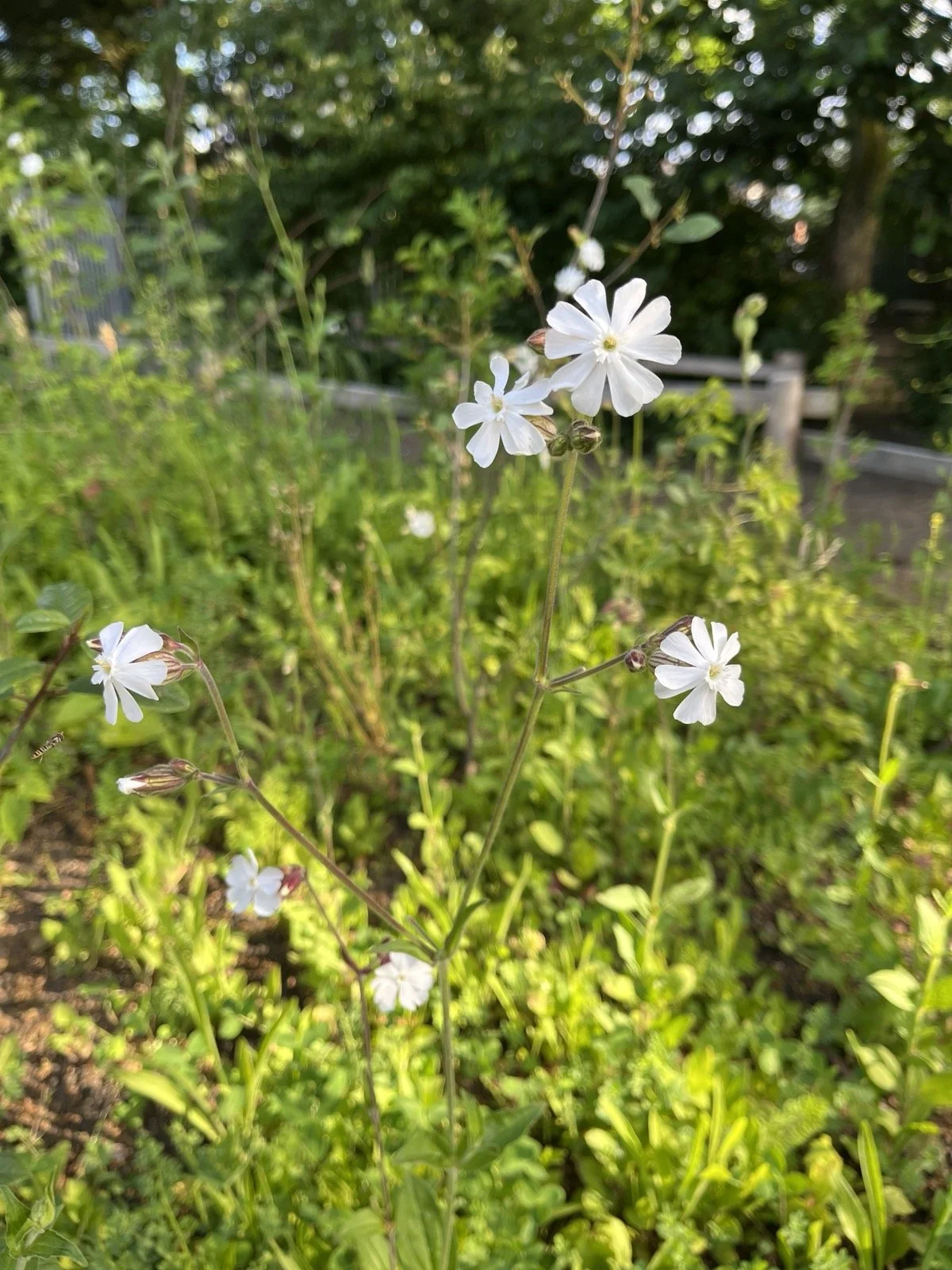 avondkoekoeksbloem