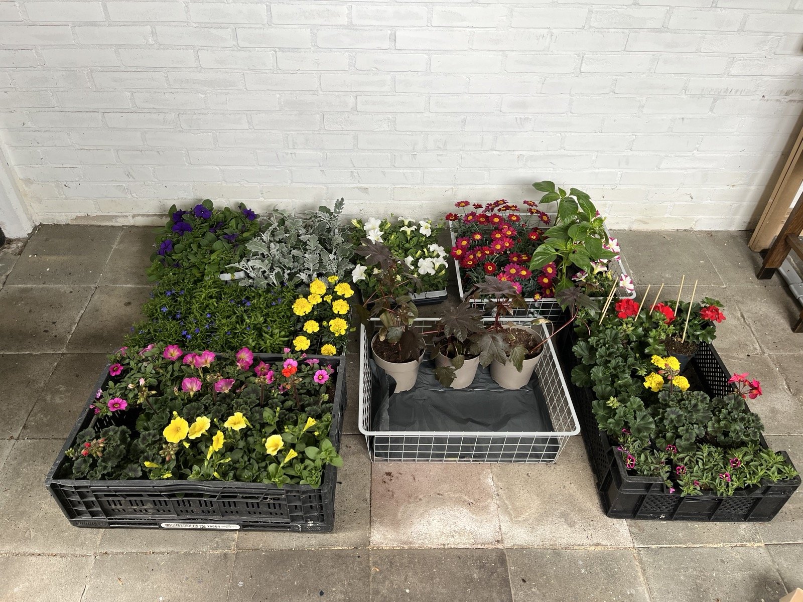 plantjes klaar voor de bak
