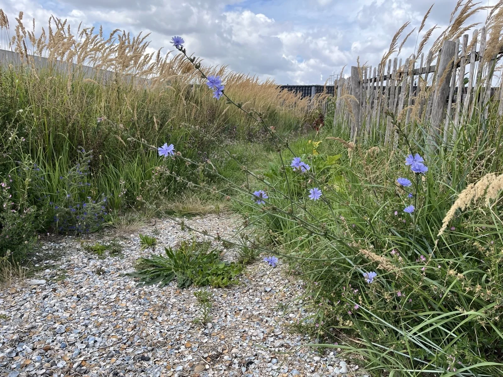 chichorei met duinriet, juli 2025