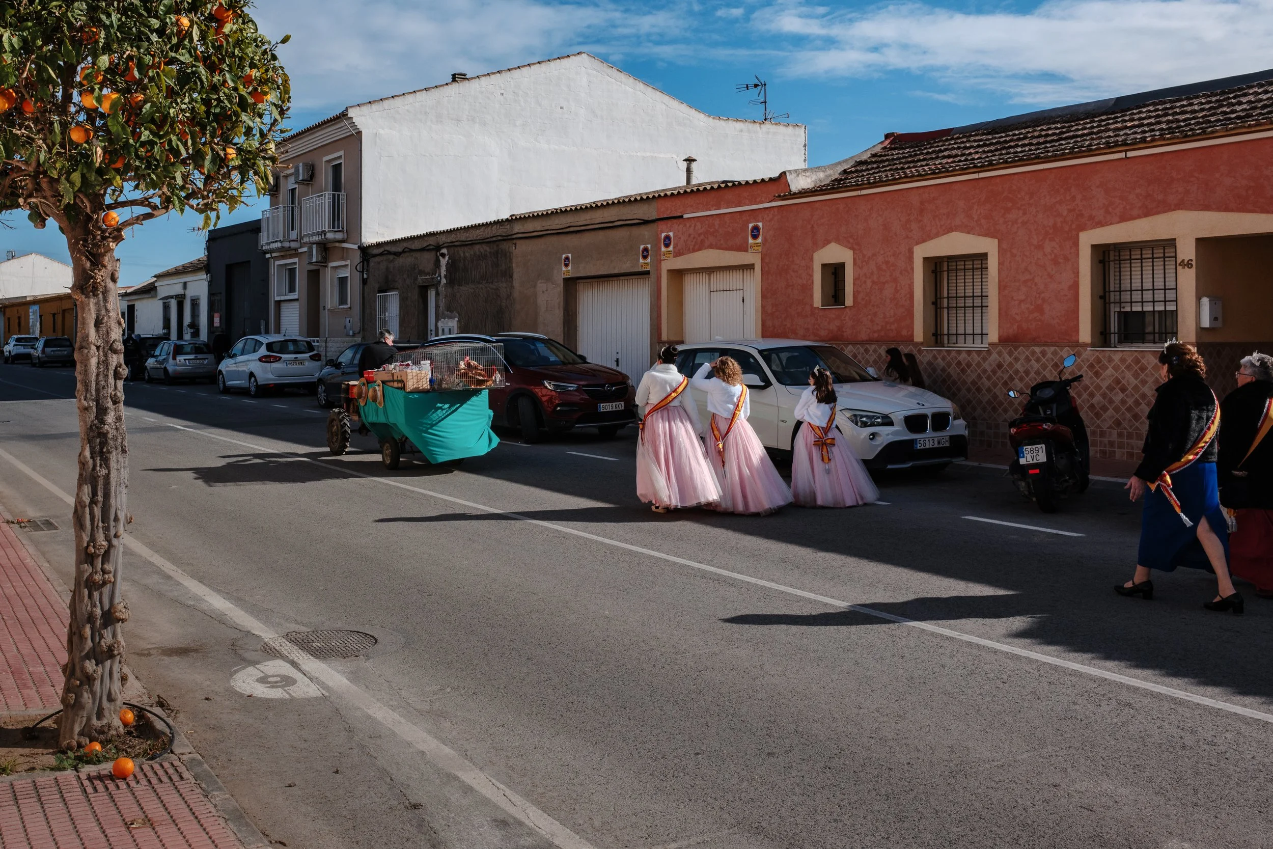 San Fulgencio Recogida Gallina-22.jpg