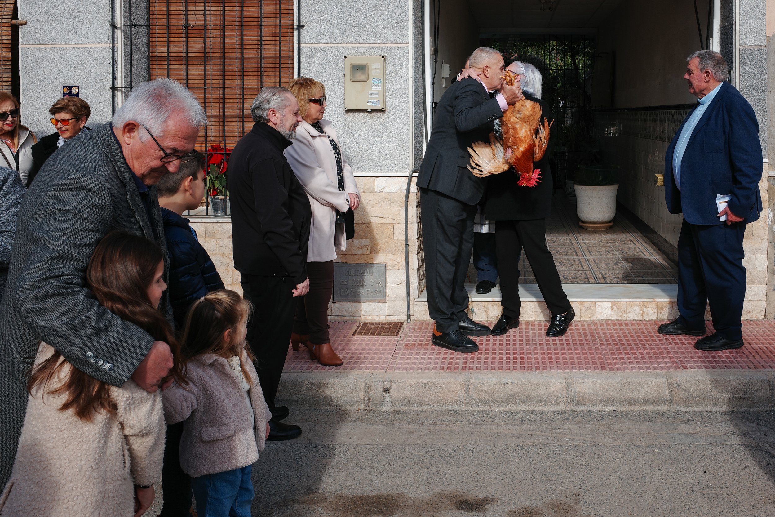 San Fulgencio Recogida Gallina-20.jpg