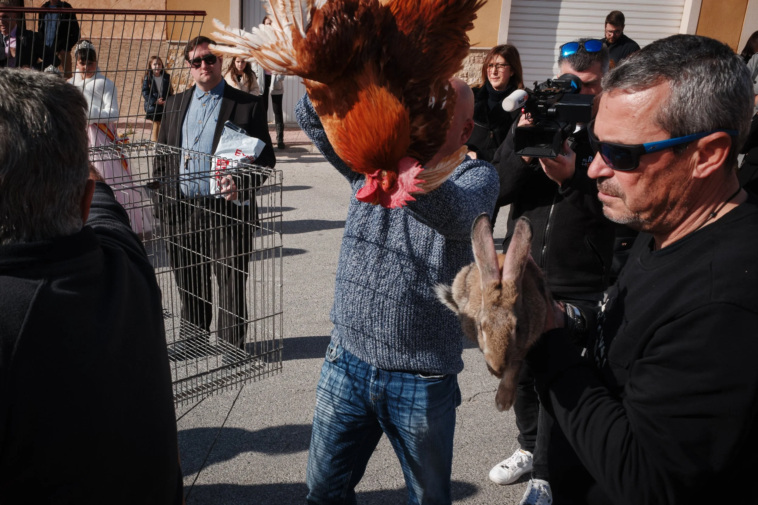 San Fulgencio Recogida Gallina-21.jpg