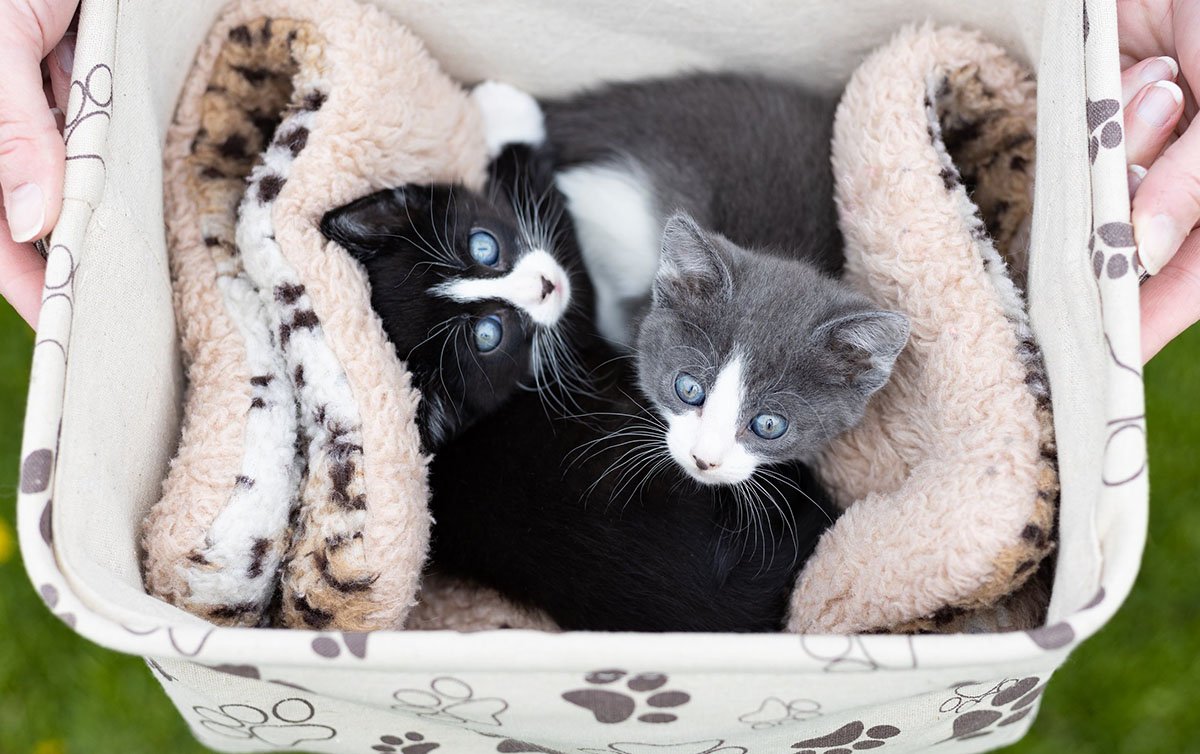 cute-kittens-in-basket.jpg