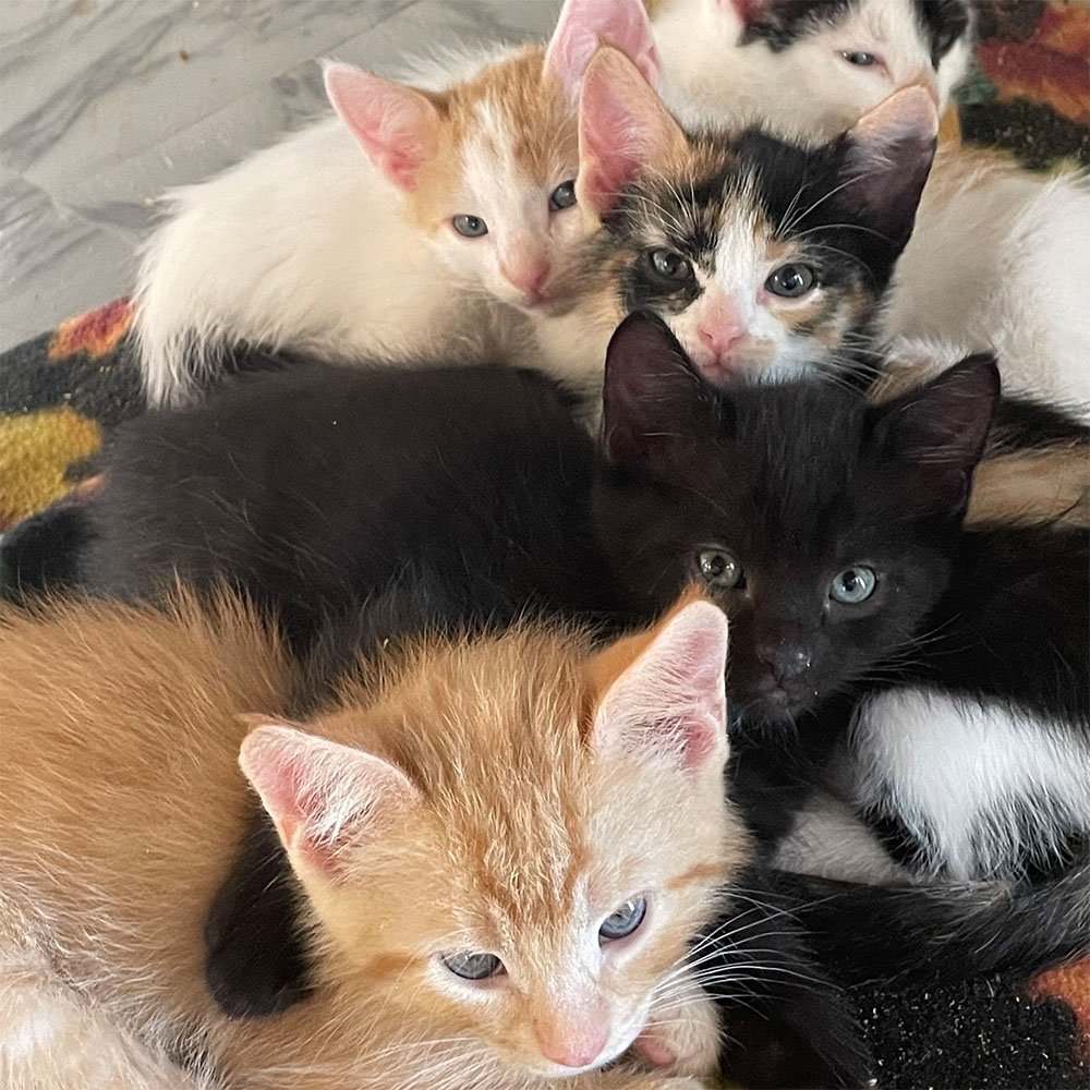 pile-of-kittens-square.jpg