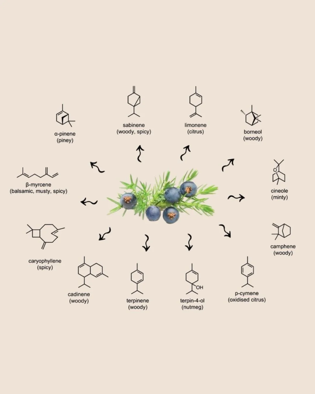 Flavor stories: juniper berries!🫐 The key flavor and aroma that makes something gin is, in fact, juniper berries. While they are generally known for having a strong pine resin flavor, juniper berries are actually quite complex and also have woody ea