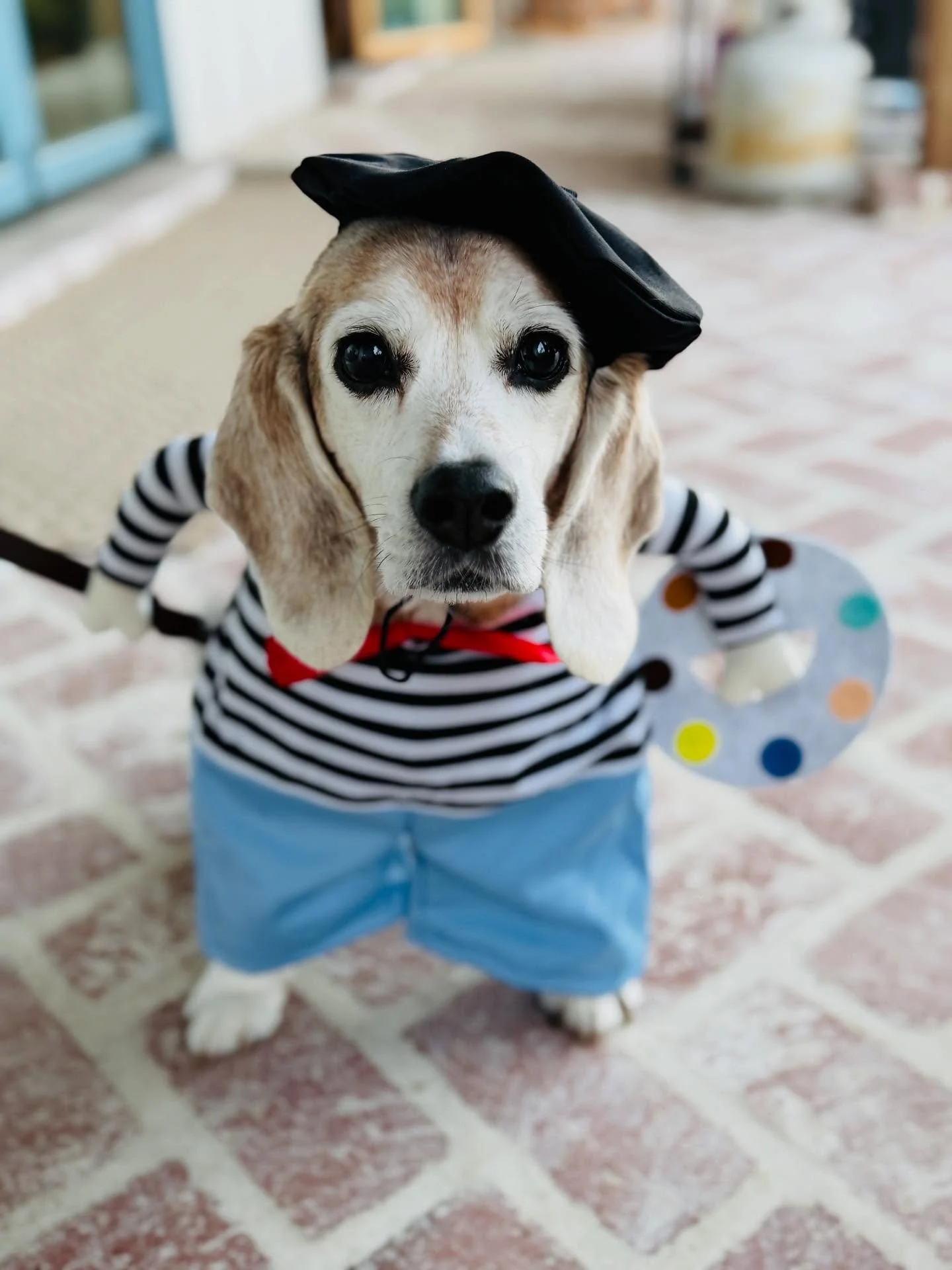 Happy Halloween from Matzah! 🎃👻
The artist or the pirate? He said, BOTH.
Why limit his chances for more treats?
I like his style. 🐾✨
Wishing you a day of fun, sweet moments, and a little bit of magic. 🧡

#HappyHalloween #Matzah #SpookySeason #Pla