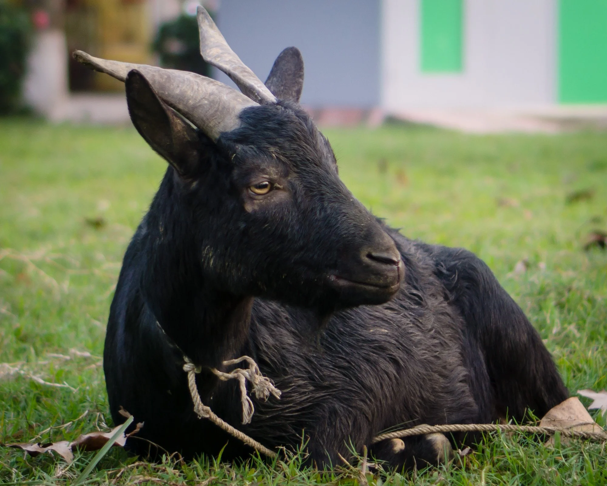 Pet goat in a Hanoi park