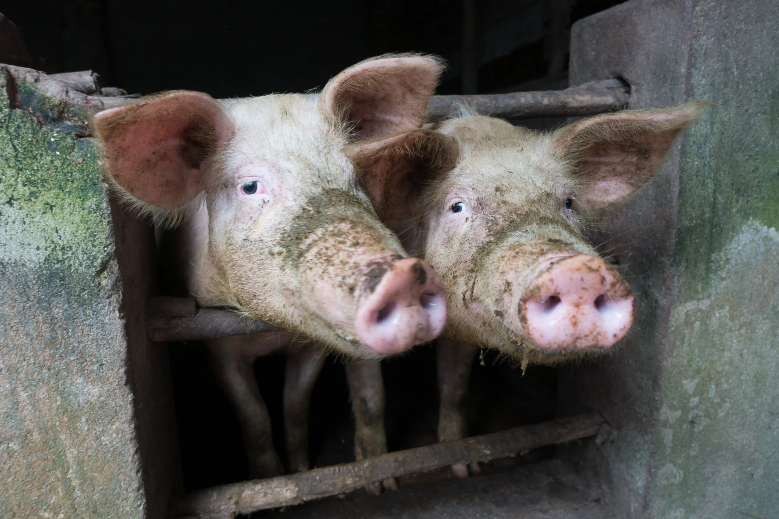Two pigs
