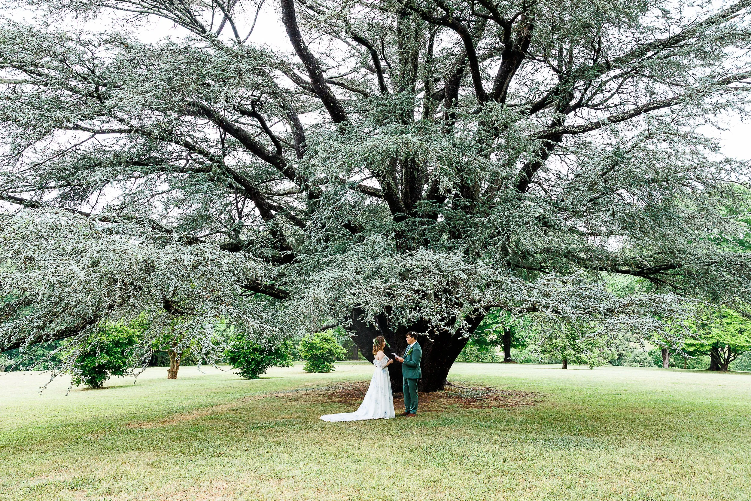 A bride and groom stand beneath a massive flowering tree during an outdoor wedding ceremony. The sprawling branches stretch wide across the frame, covered in delicate white blossoms that create a dramatic canopy overhead. The couple appears small ben