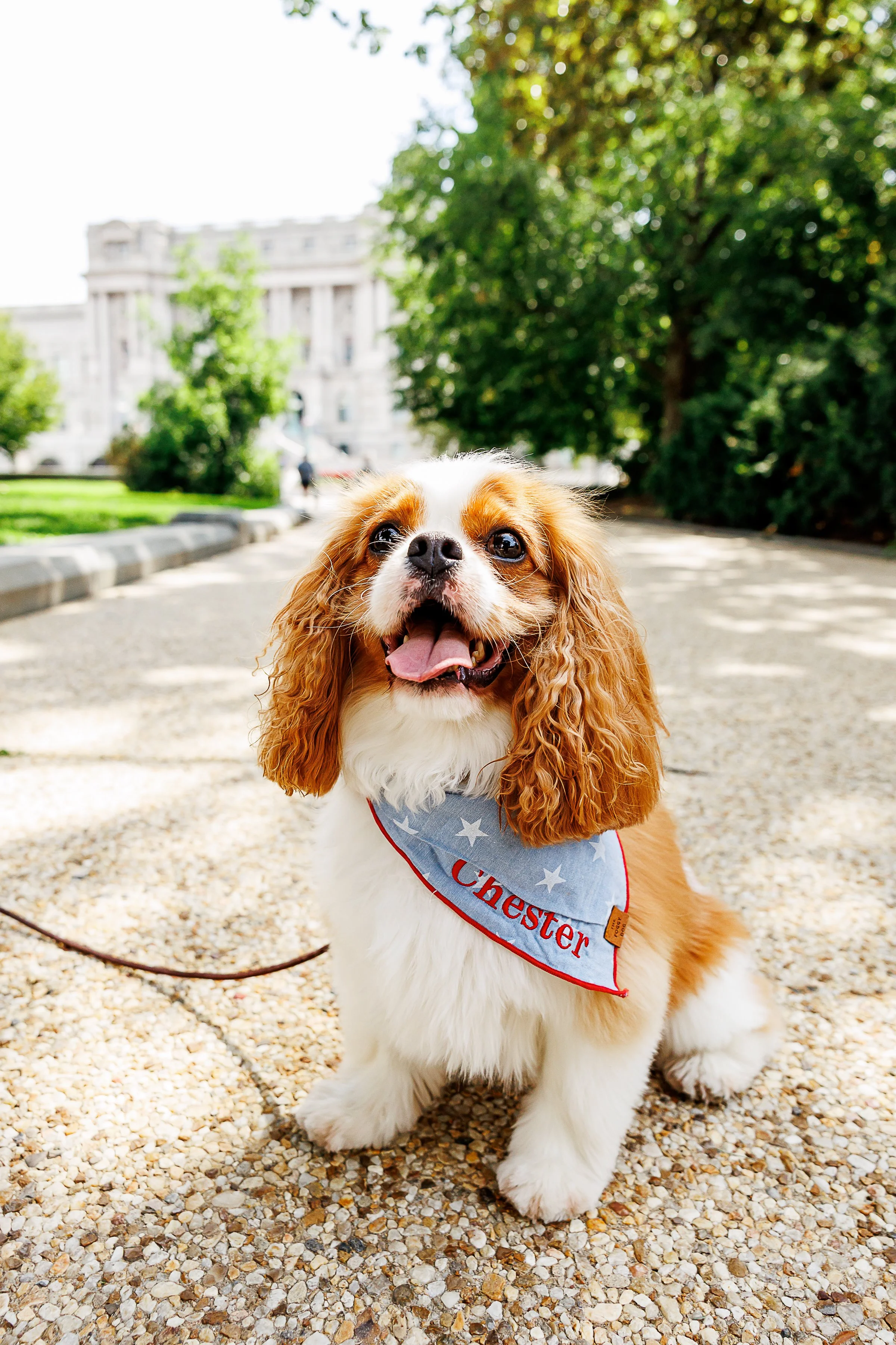 Close-up portrait of a happy blenheim Cavalier King Charles Spaniel, looking up with his tongue out, wearing a light blue star-print bandana with red embroidery at Capitol Hill in Washington DC