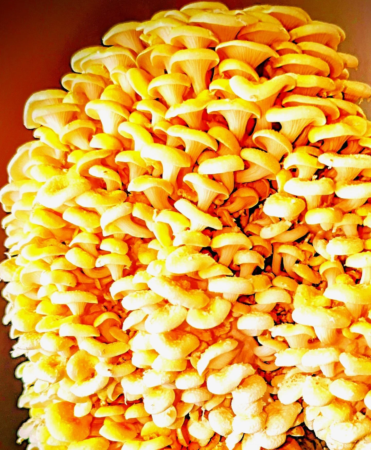 Black Forest Mushrooms