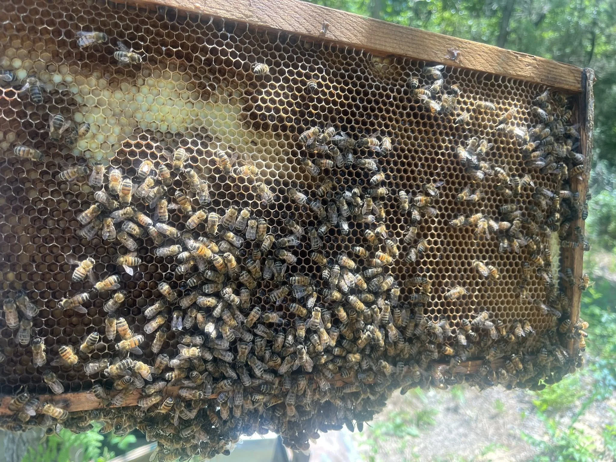 Let’s Bee Neighbors: Central Mississippi Beekeepers Connect Jackson Communities