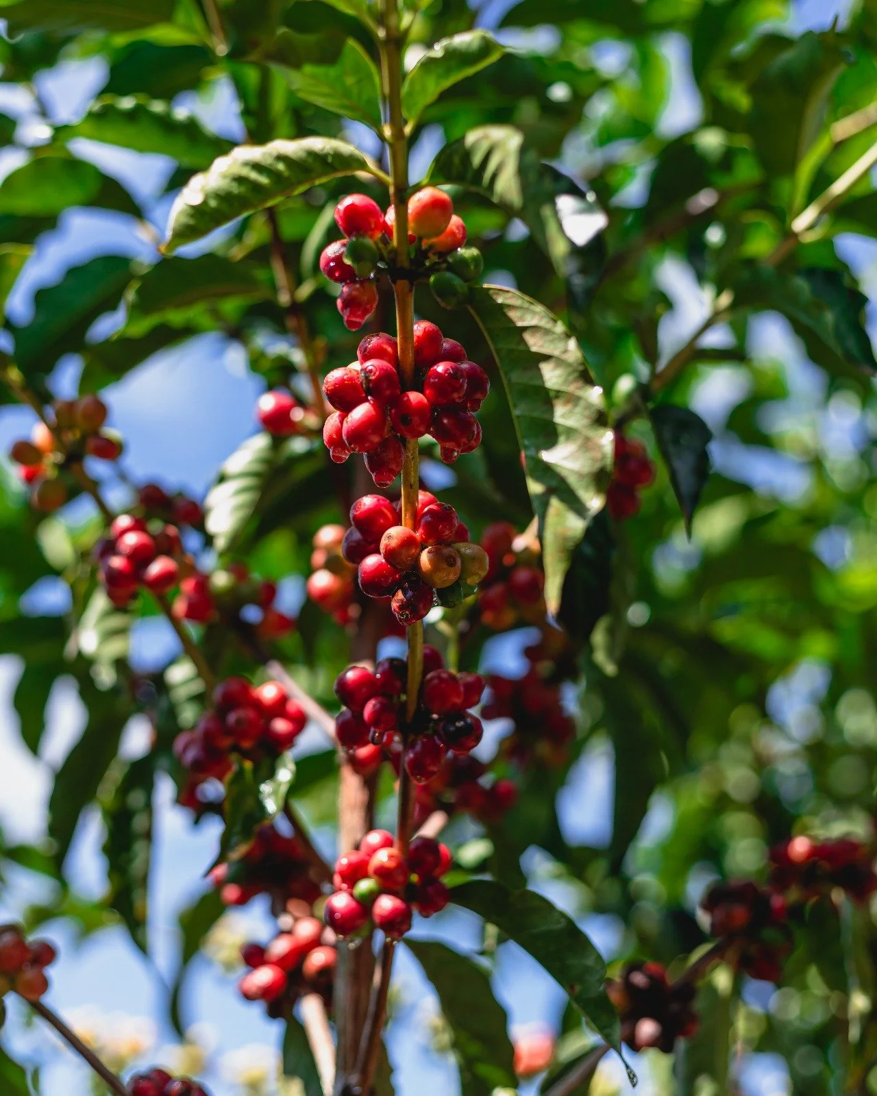 WhatsApp Image 2025-06-03 at 10.57.20.jpeg