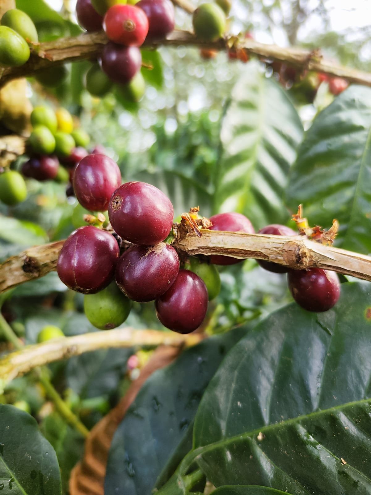 PHOTO-2024-02-04-17-34-30 3.jpg (Copy)